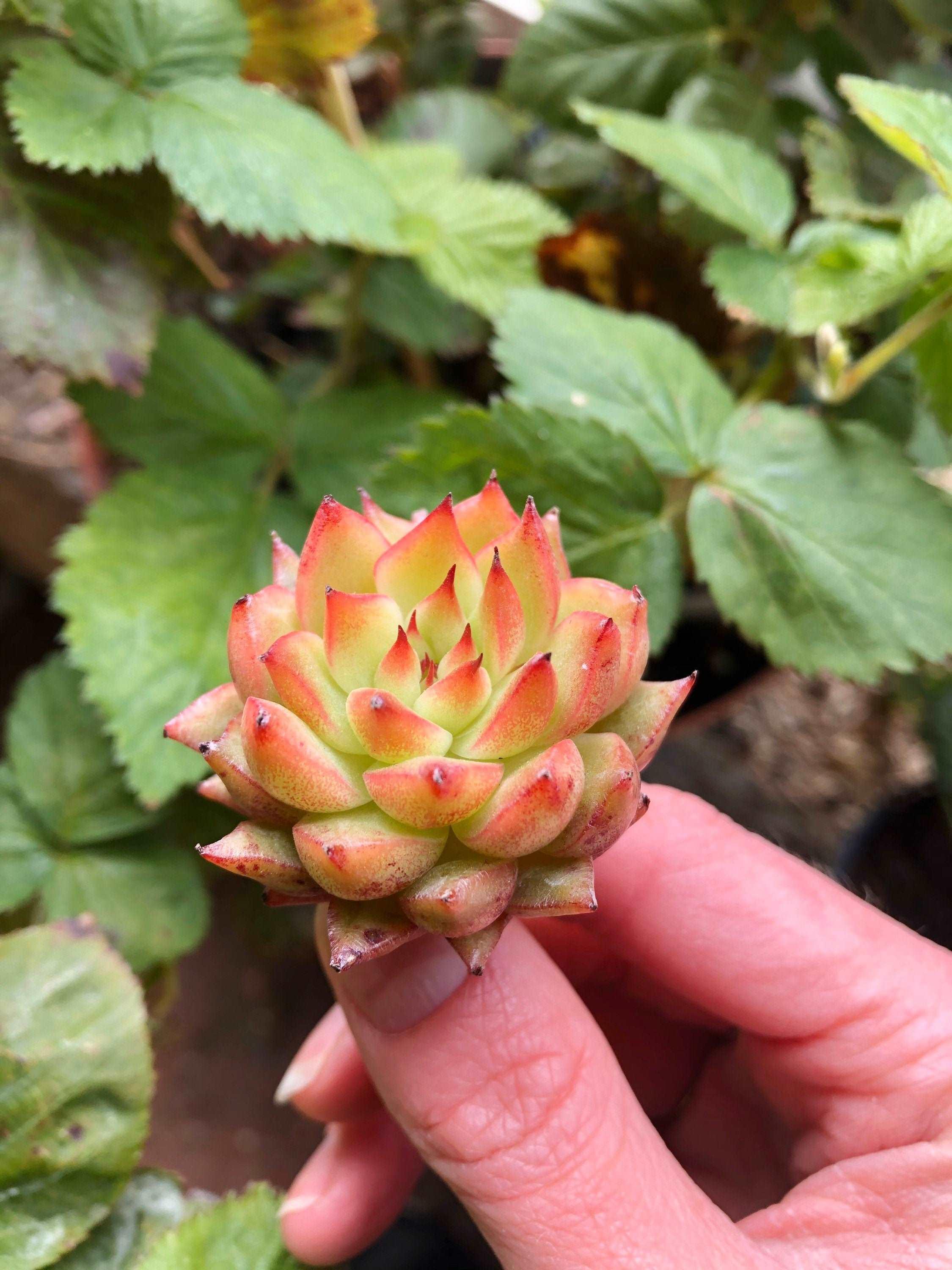 Echeveria Rain Star - Image 5