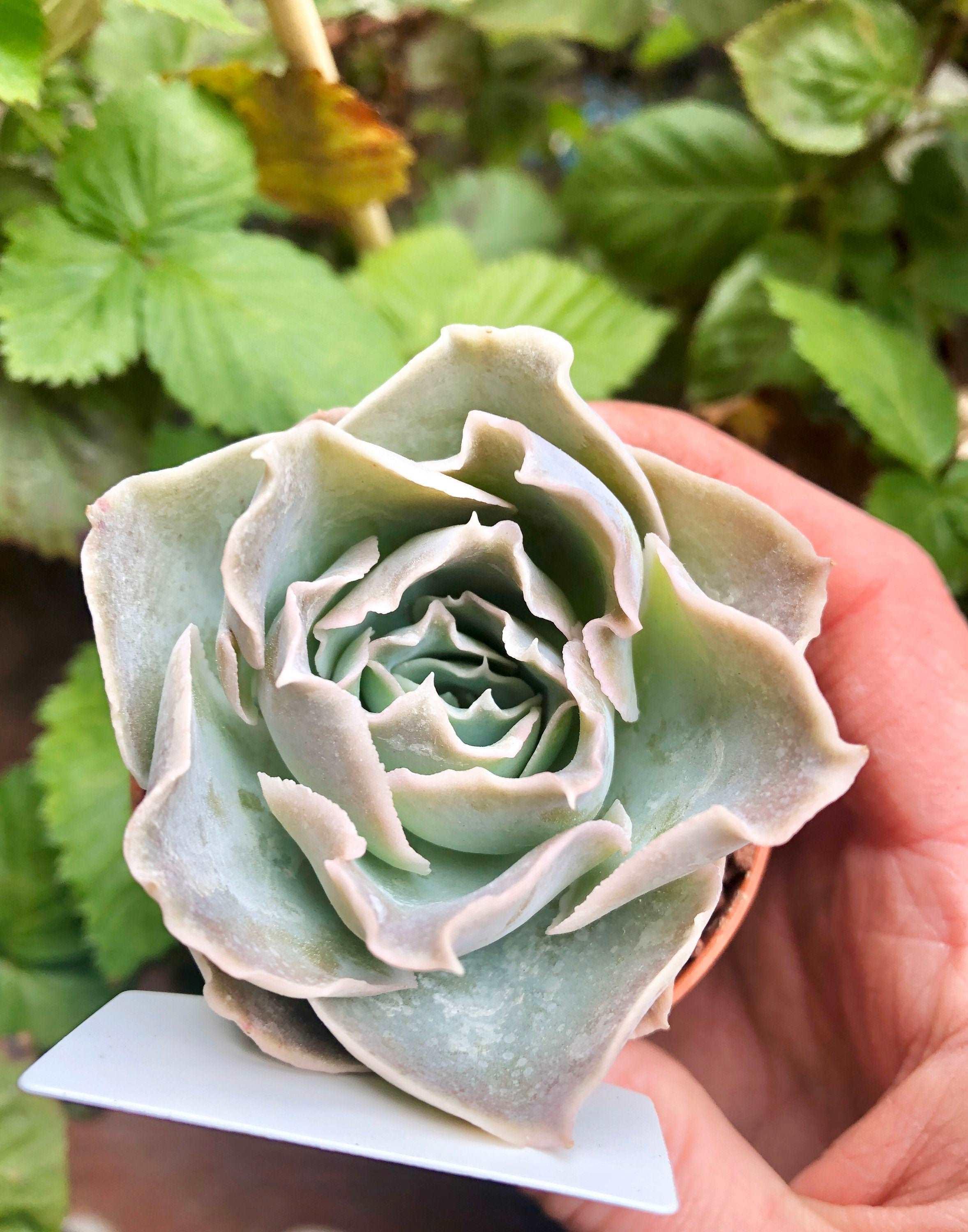 Echeveria Rose Bell - Image 3