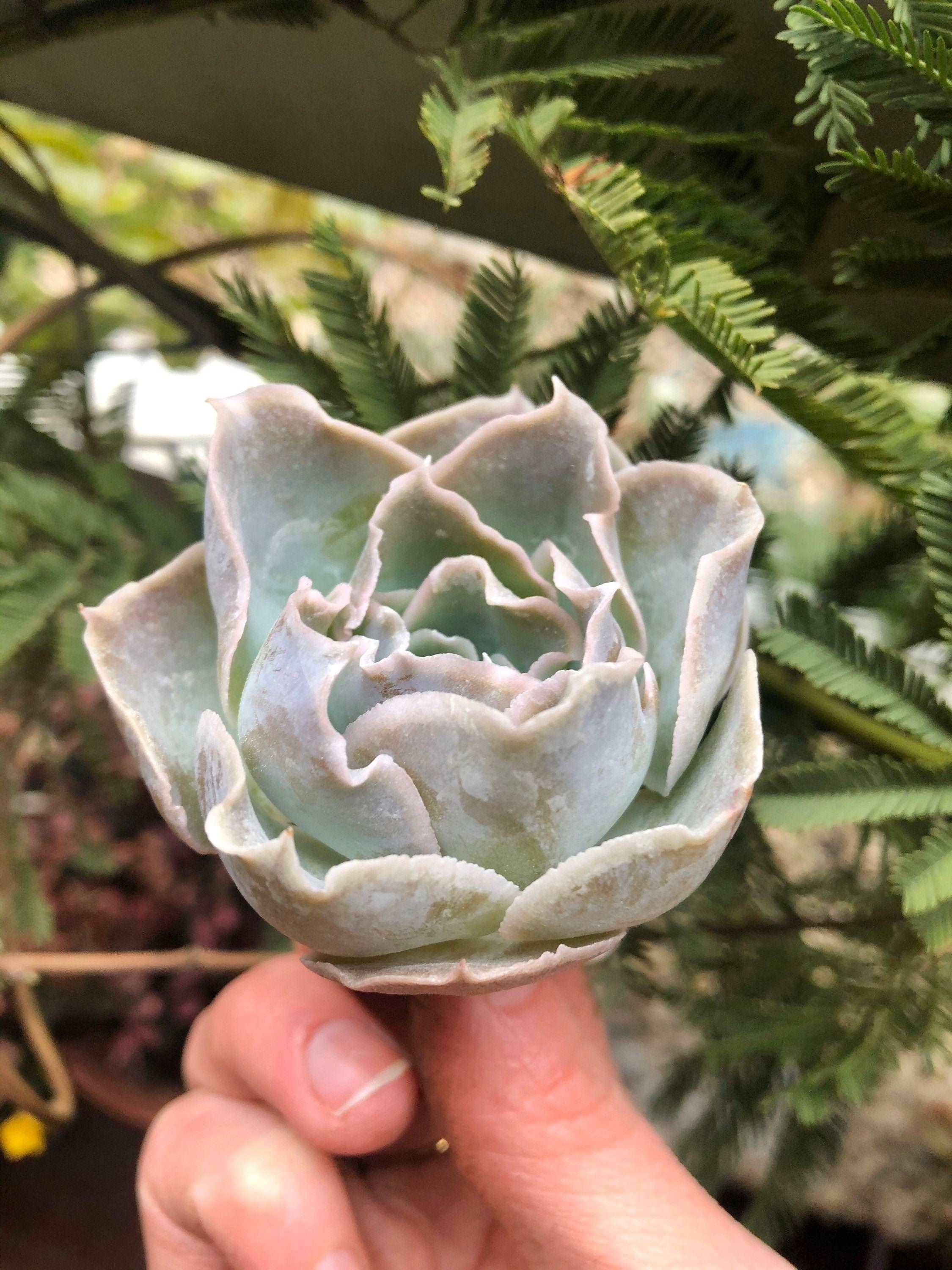 Echeveria Rose Bell - Image 4