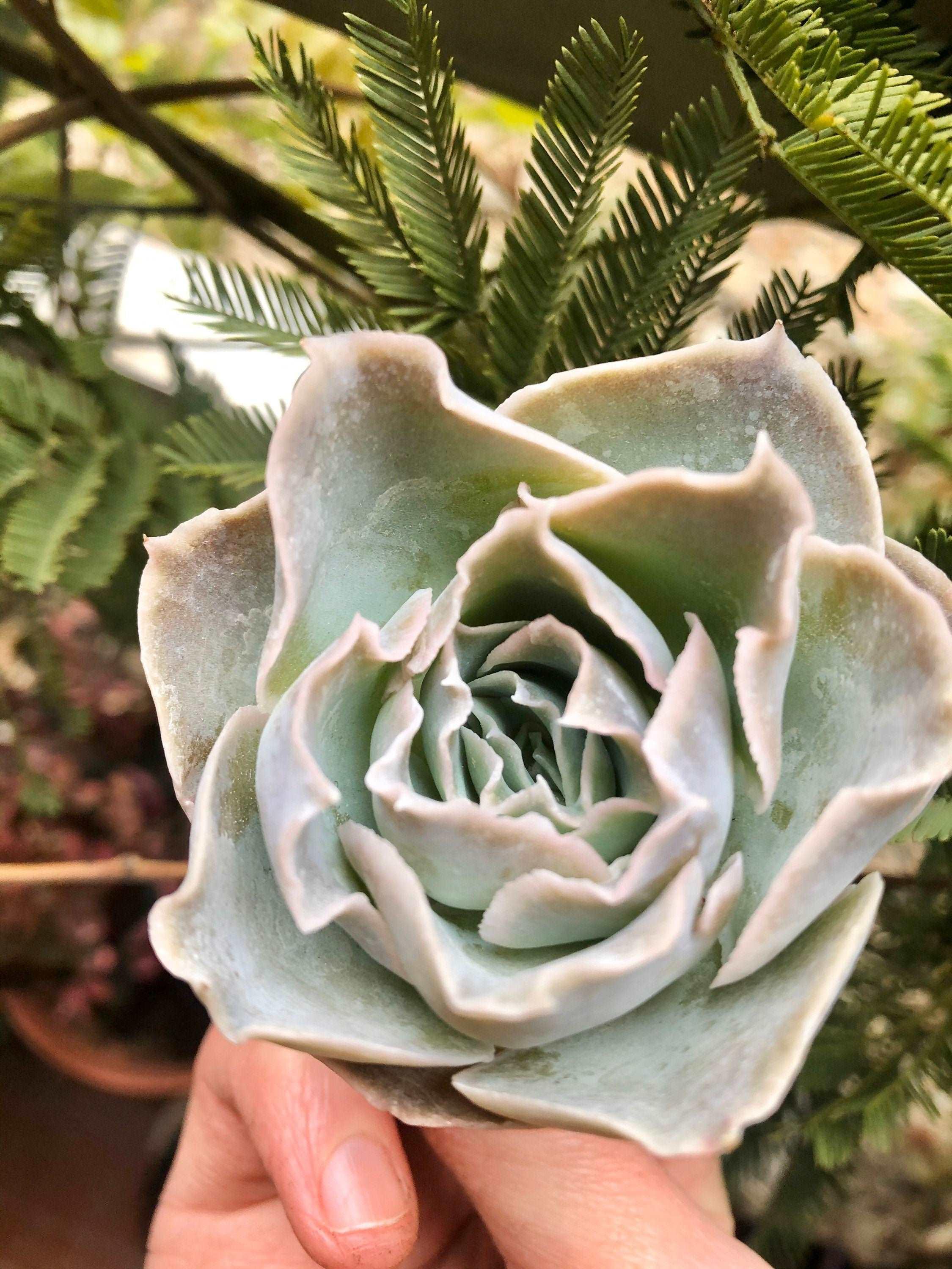 Echeveria Rose Bell - Image 5