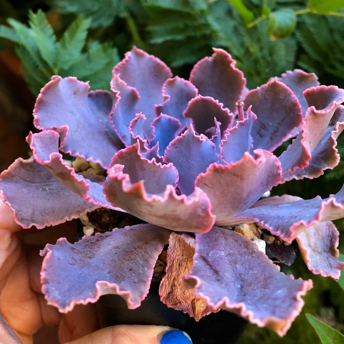 Echeveria Shaviana Madre del Sur