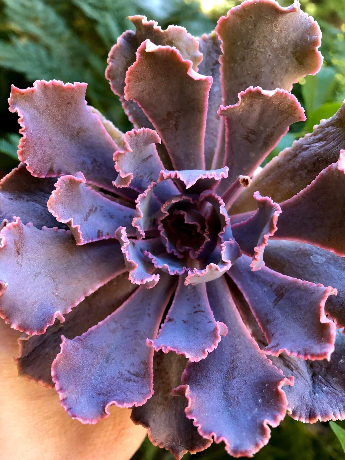 Echeveria Shaviana Madre del Sur - Image 2