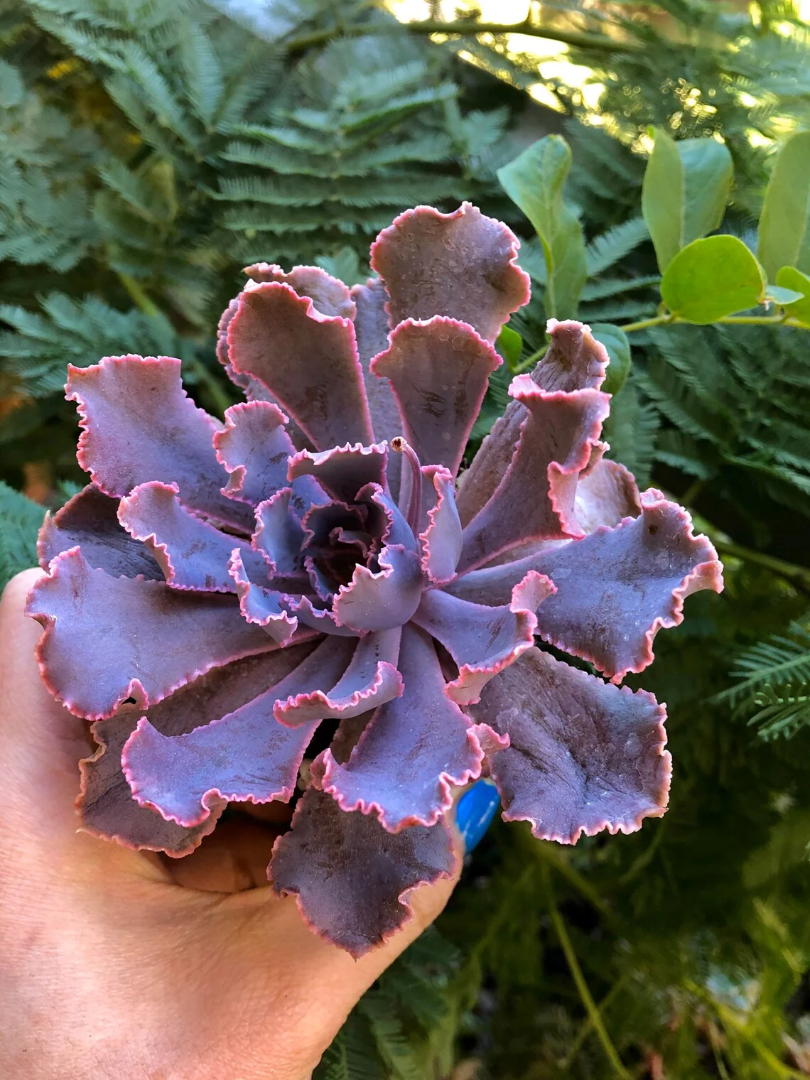 Echeveria Shaviana Madre del Sur - Image 3