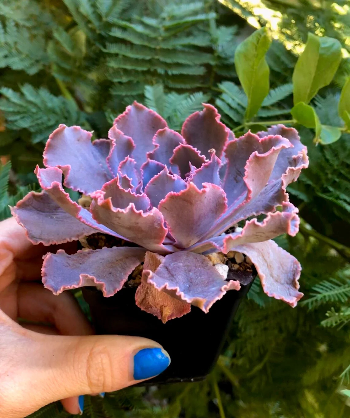 Echeveria Shaviana Madre del Sur - Image 4