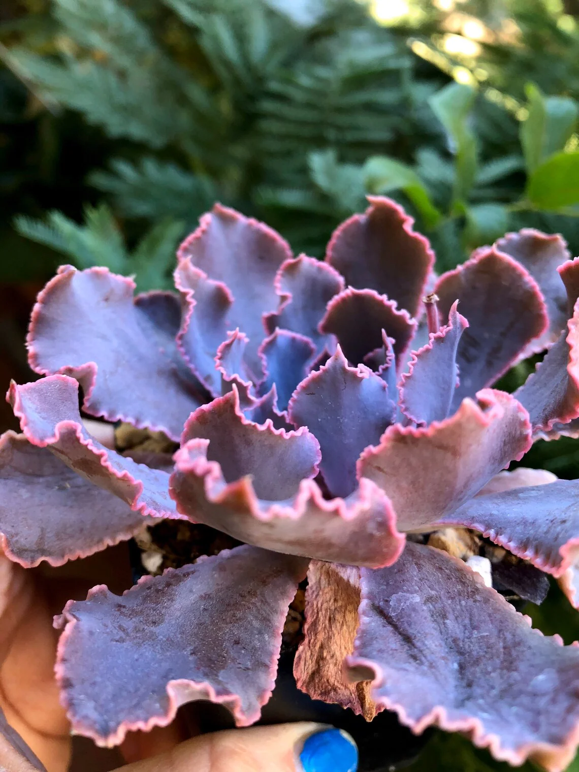 Echeveria Shaviana Madre del Sur - Image 5