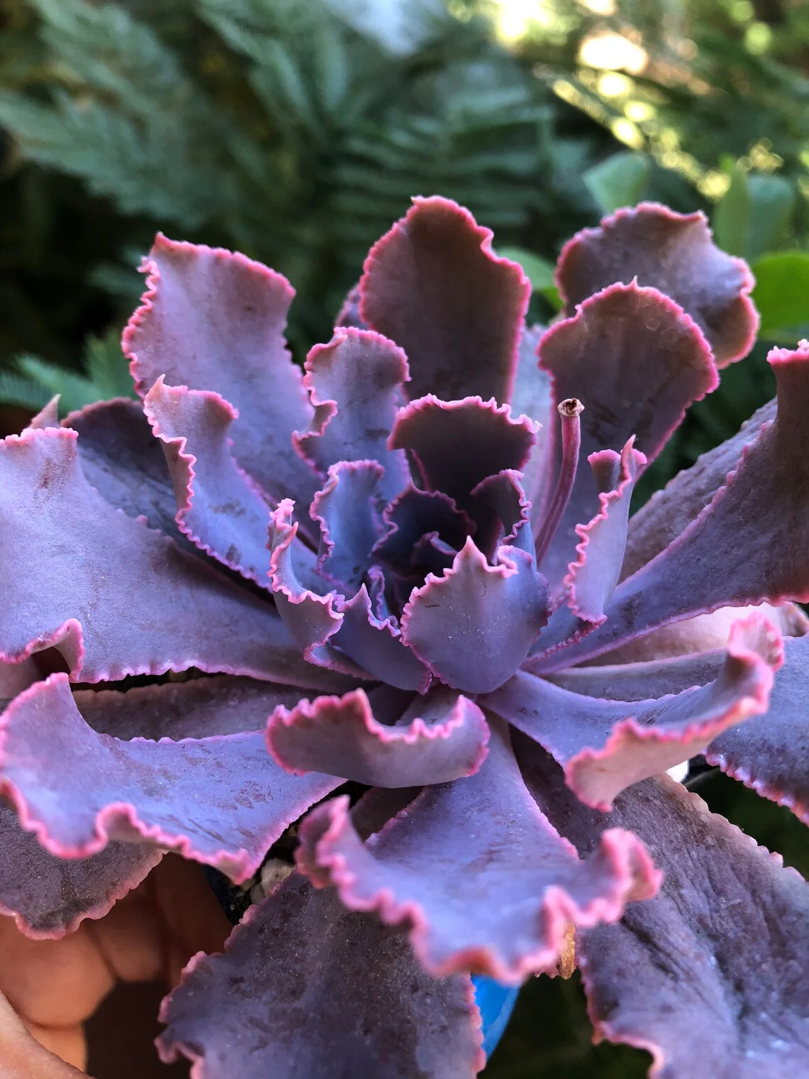 Echeveria Shaviana Madre del Sur - Image 6