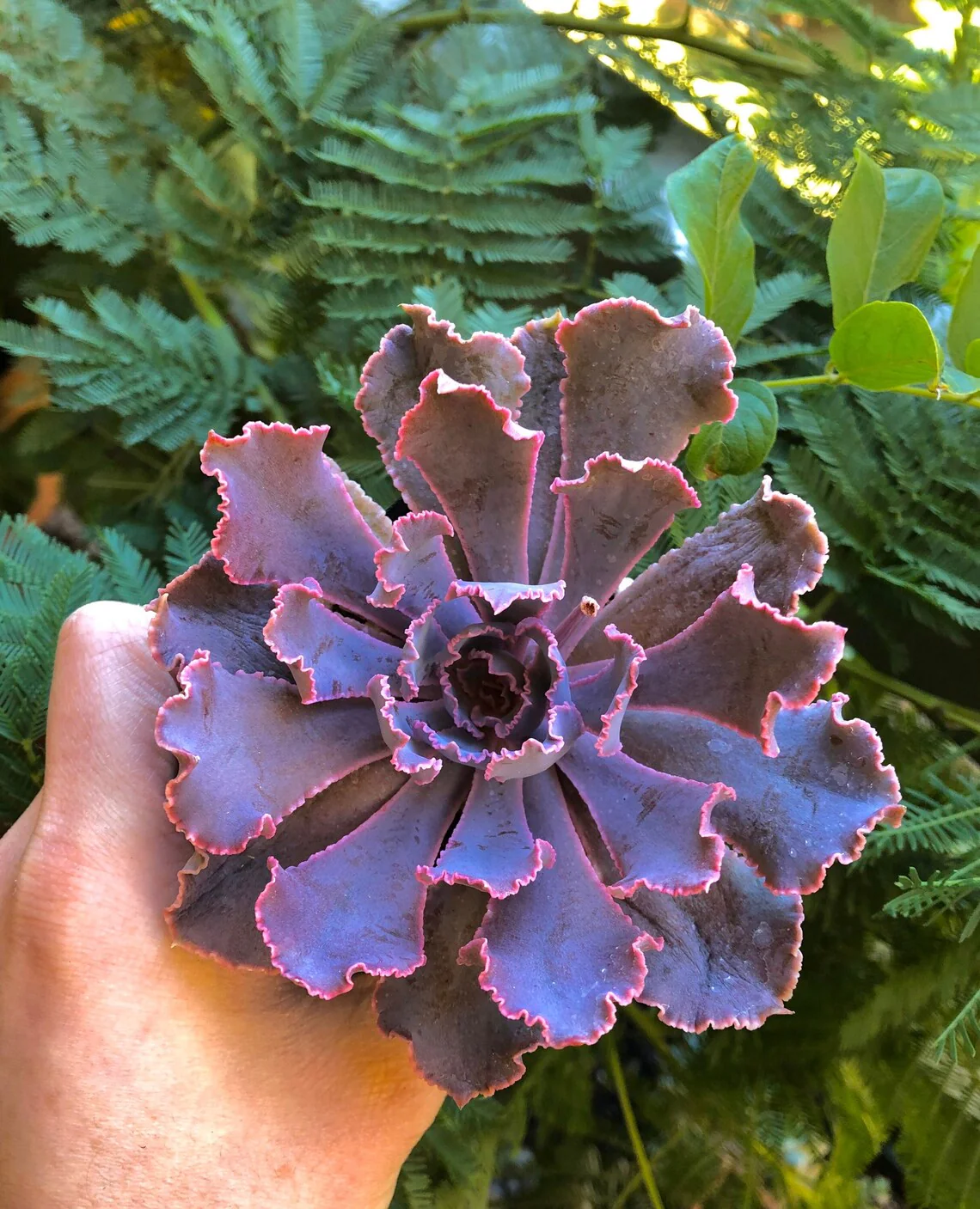 Echeveria Shaviana Madre del Sur - Image 7