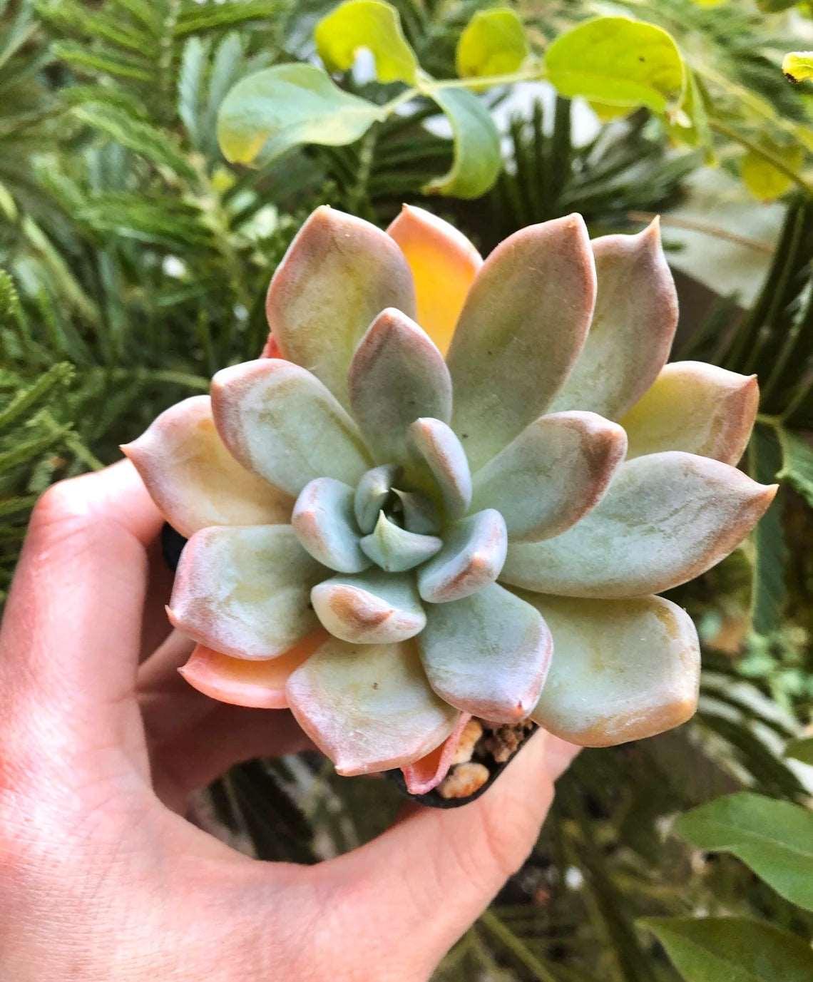 Echeveria Silver Queen - Image 3