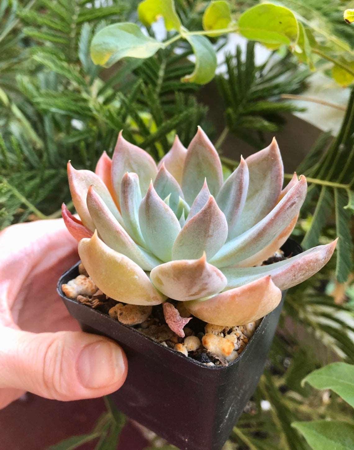 Echeveria Silver Queen - Image 4