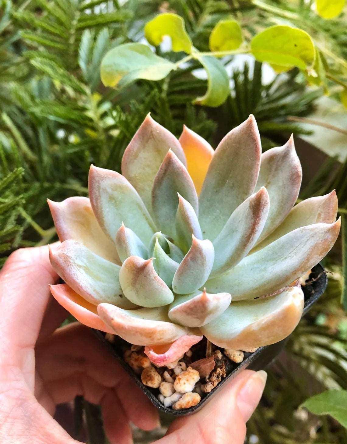 Echeveria Silver Queen - Image 5