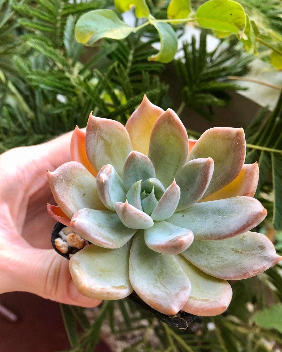 Echeveria Silver Queen - Image 6