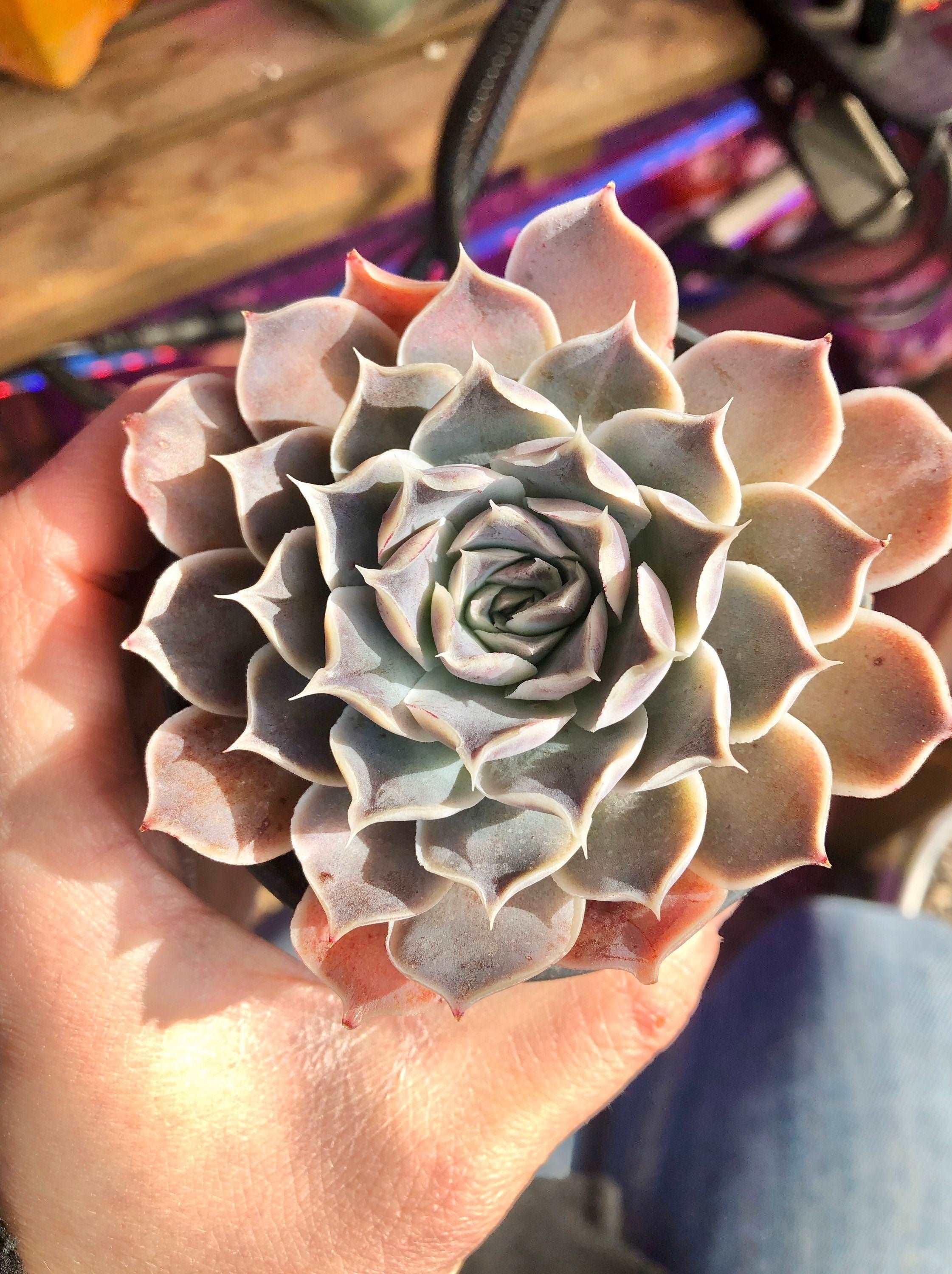 Echeveria Simulans Ascension - Image 2