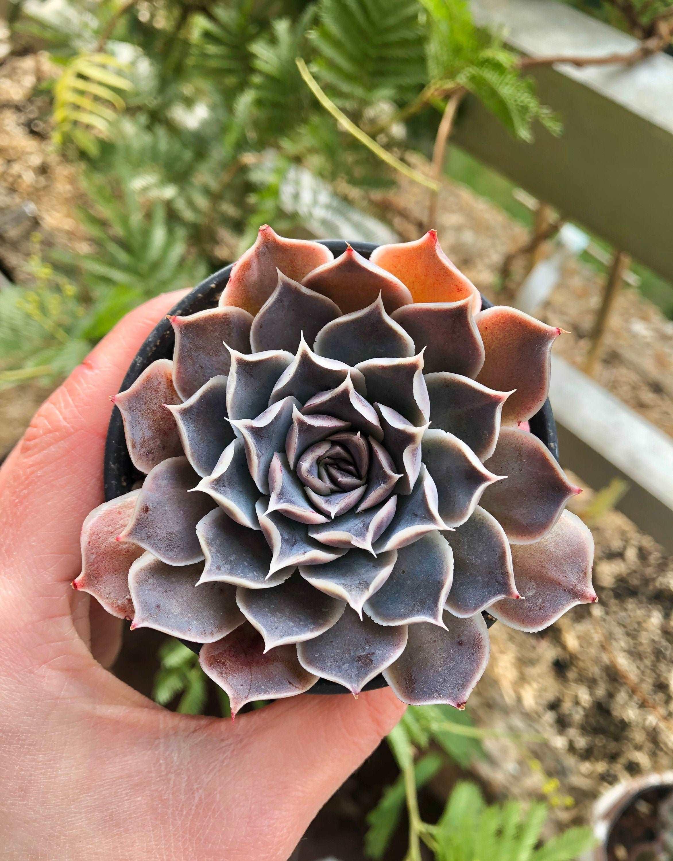 Echeveria Simulans Ascension - Image 3
