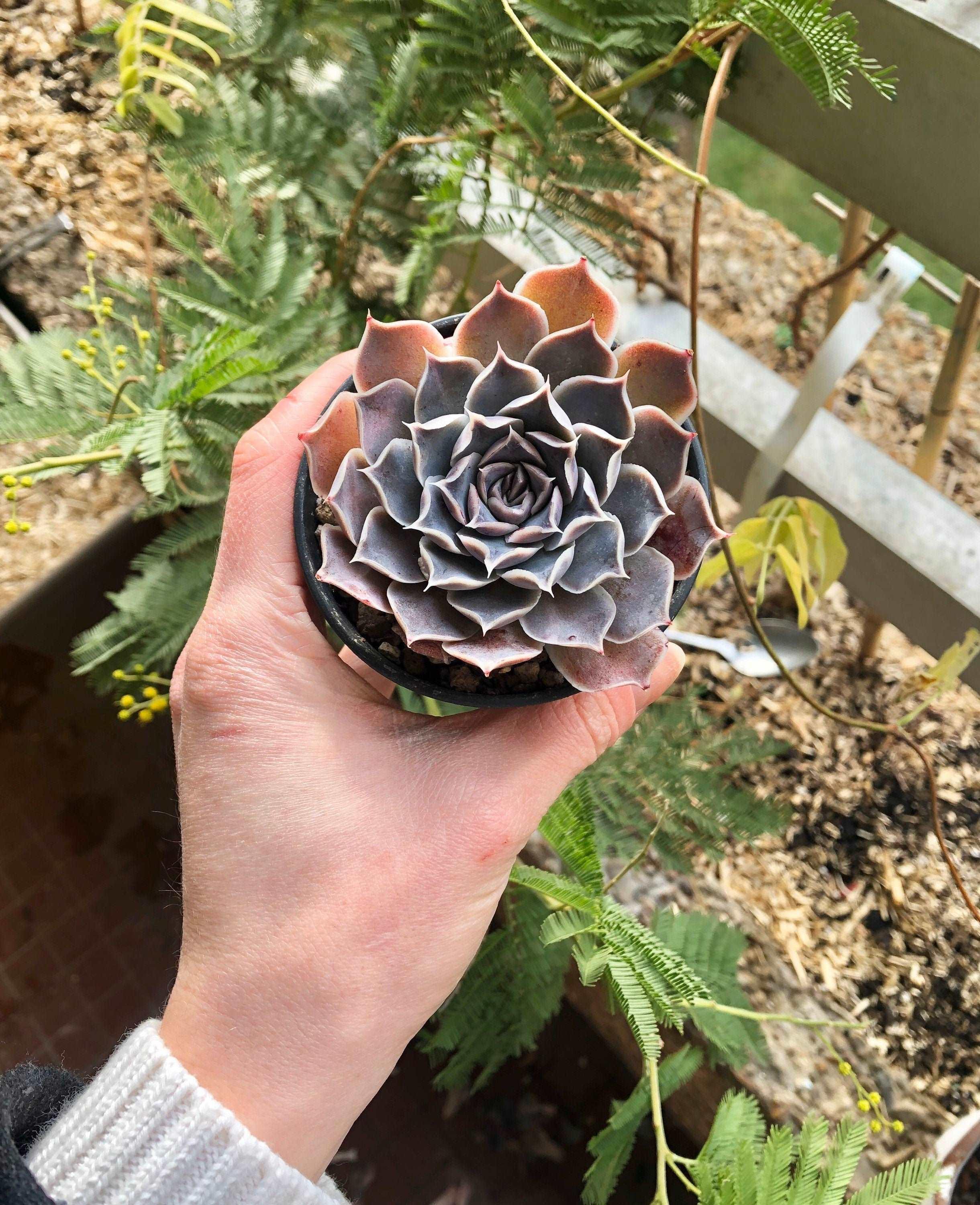 Echeveria Simulans Ascension - Image 4