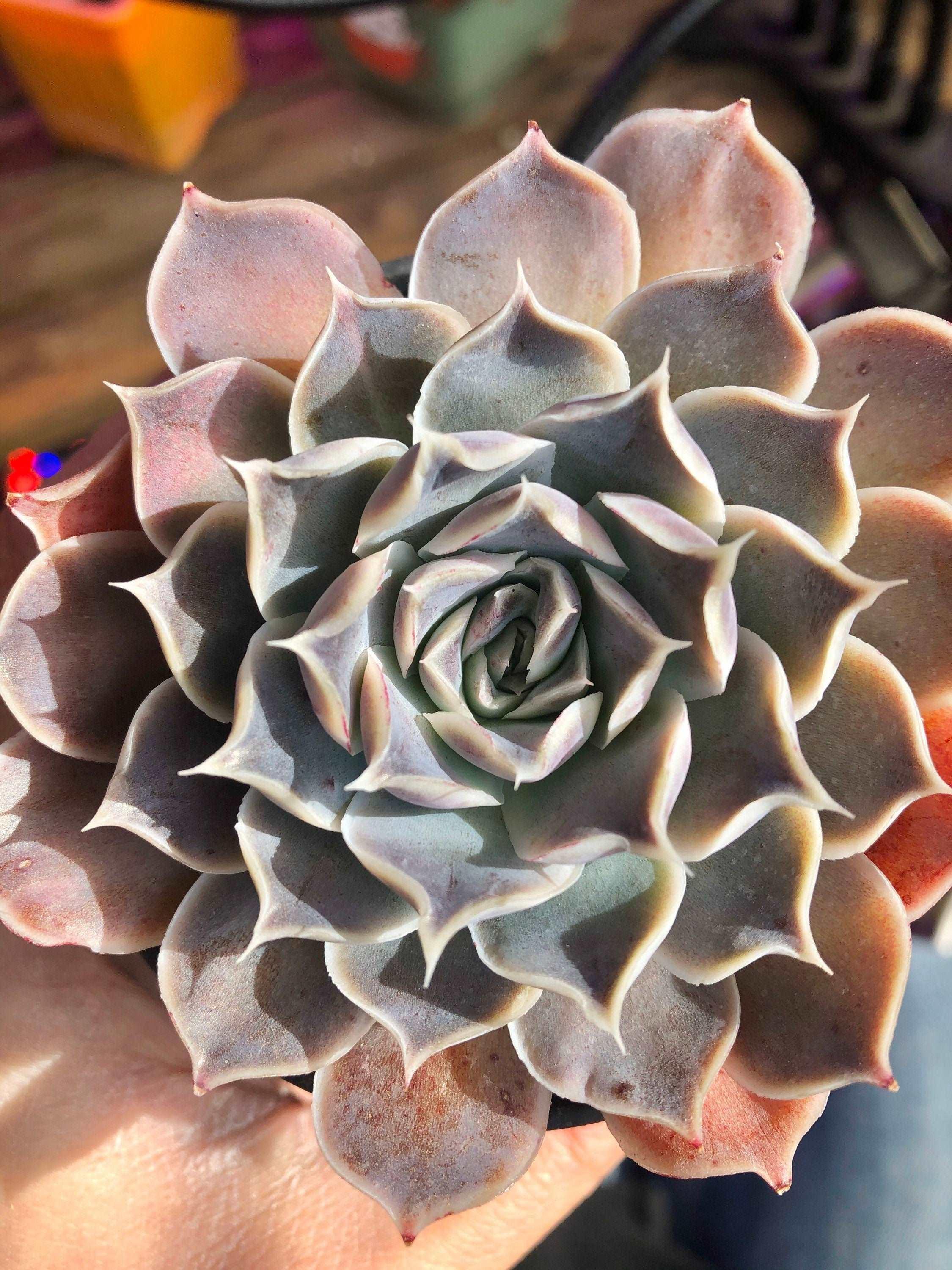 Echeveria Simulans Ascension - Image 5