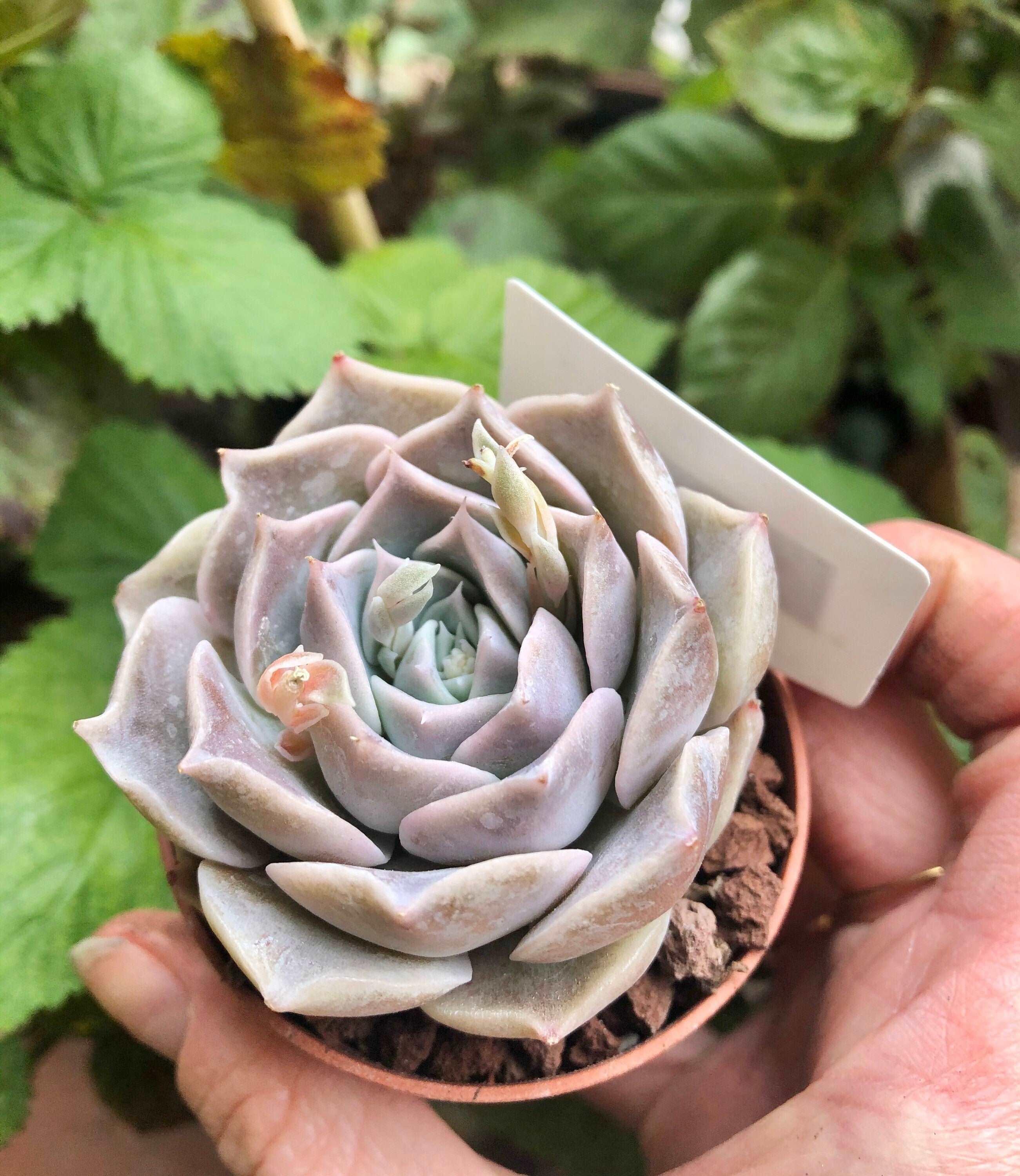 Echeveria Snow Candy - Image 3
