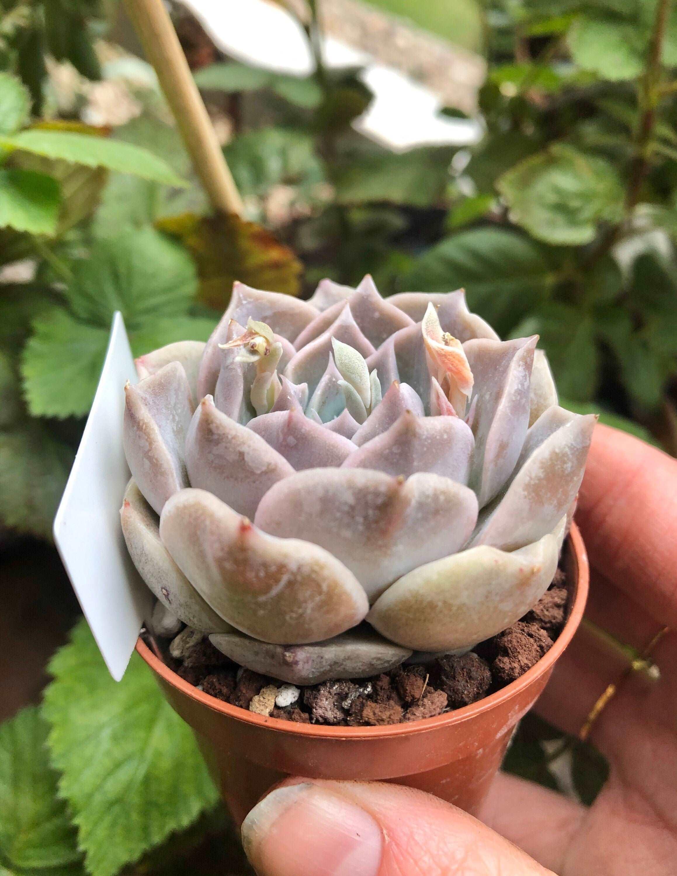 Echeveria Snow Candy - Image 4