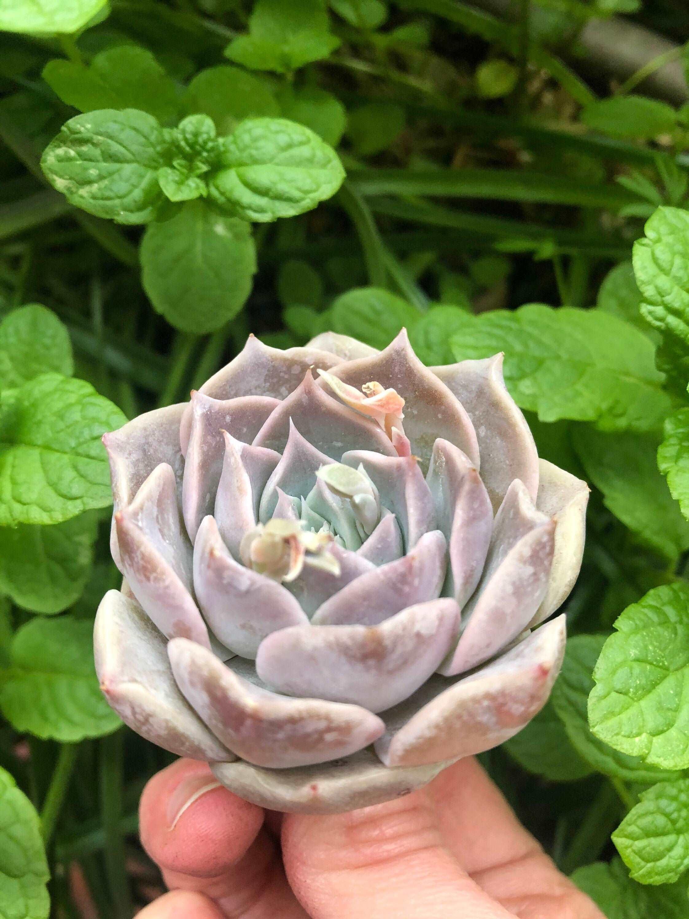 Echeveria Snow Candy - Image 5