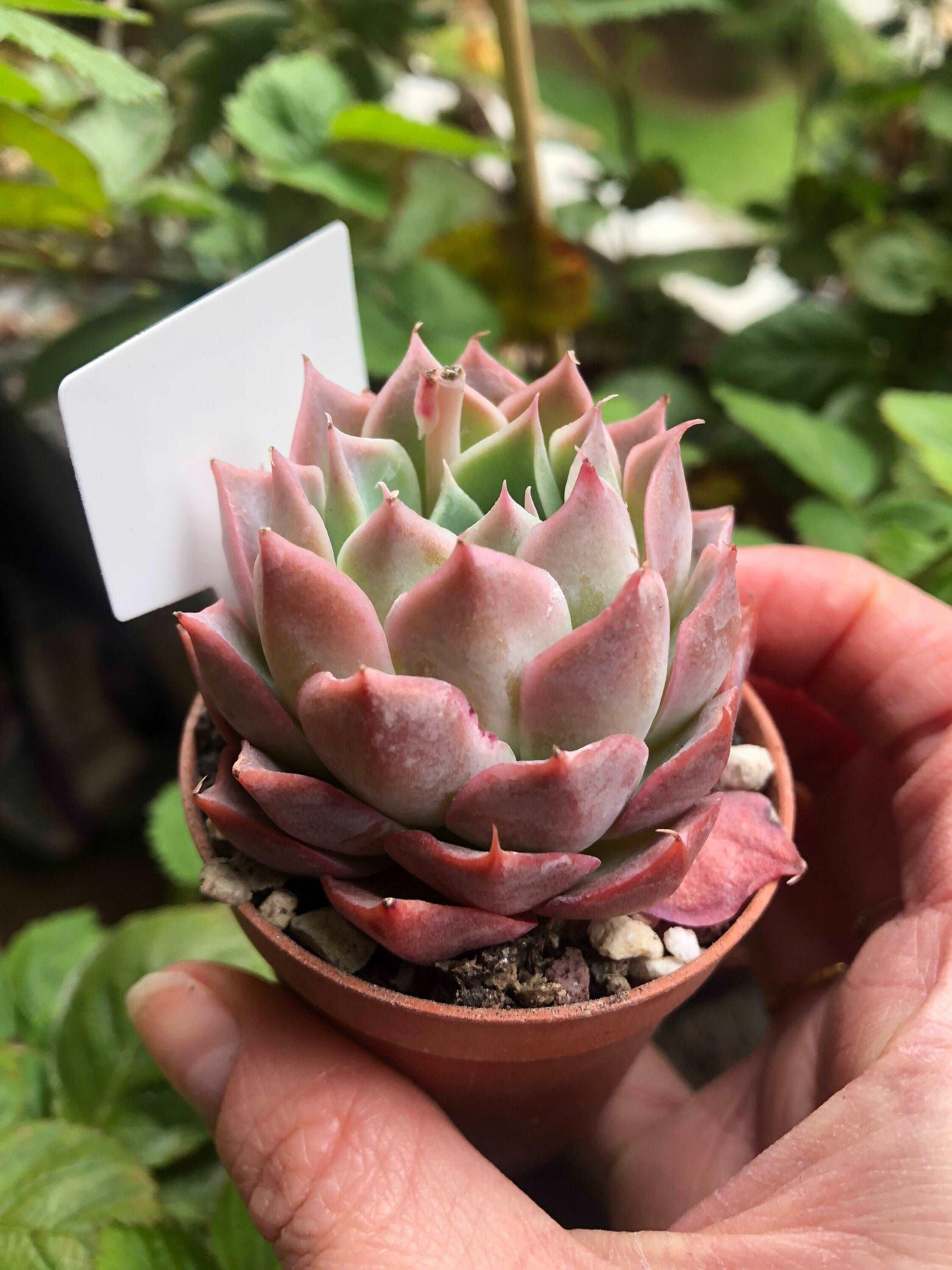 Echeveria Snowflake - Image 3