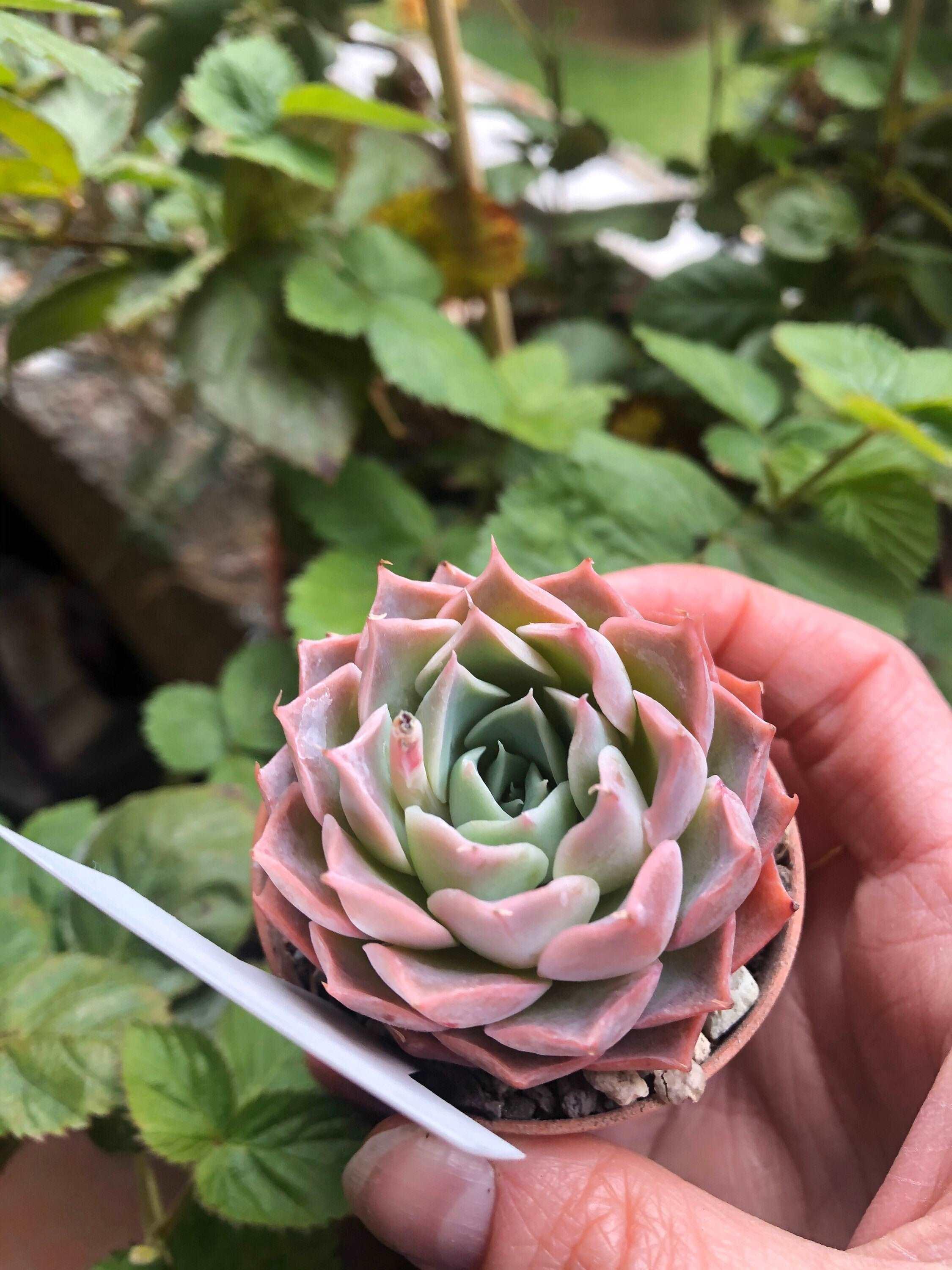 Echeveria Snowflake - Image 4