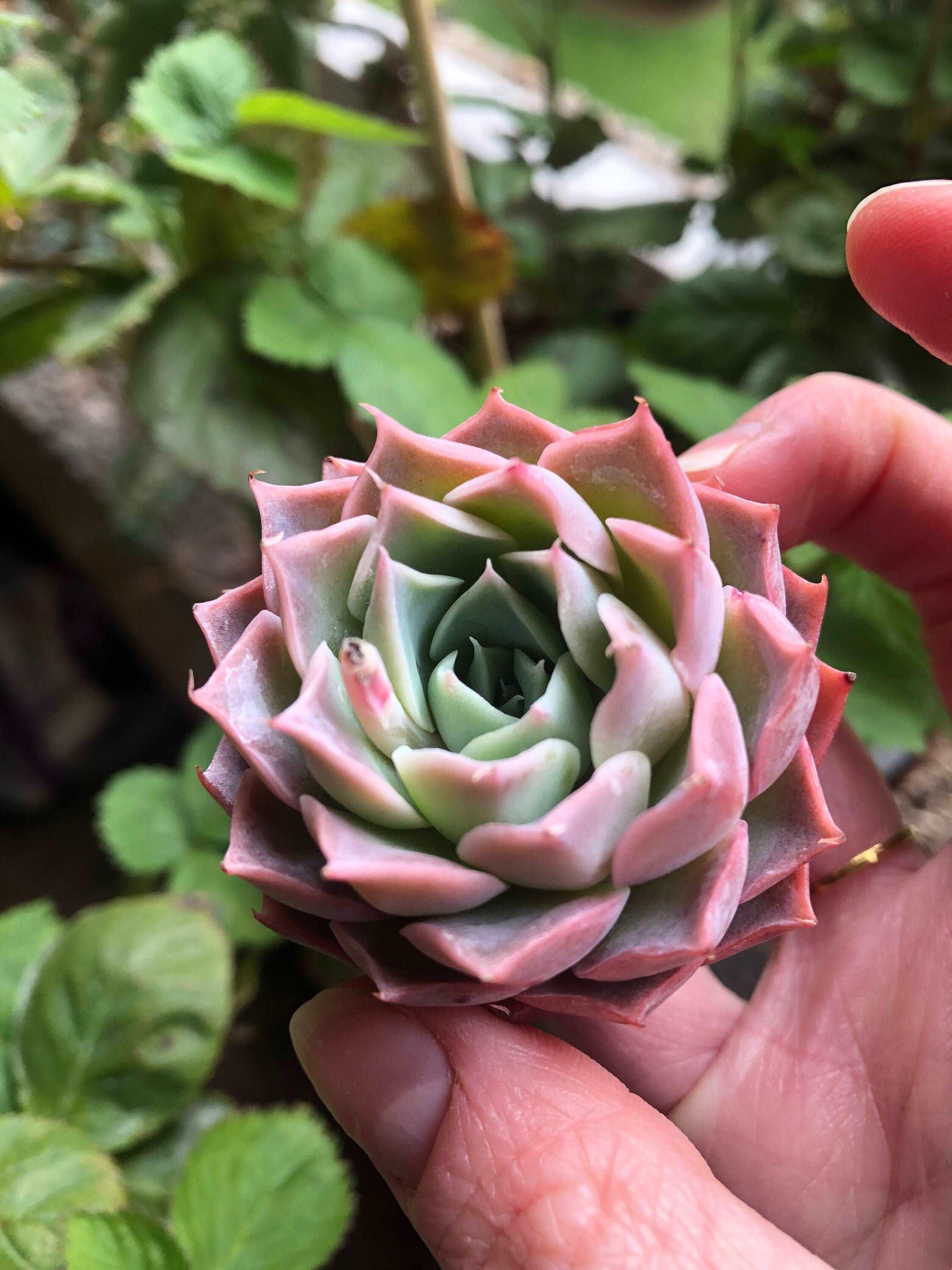 Echeveria Snowflake - Image 5
