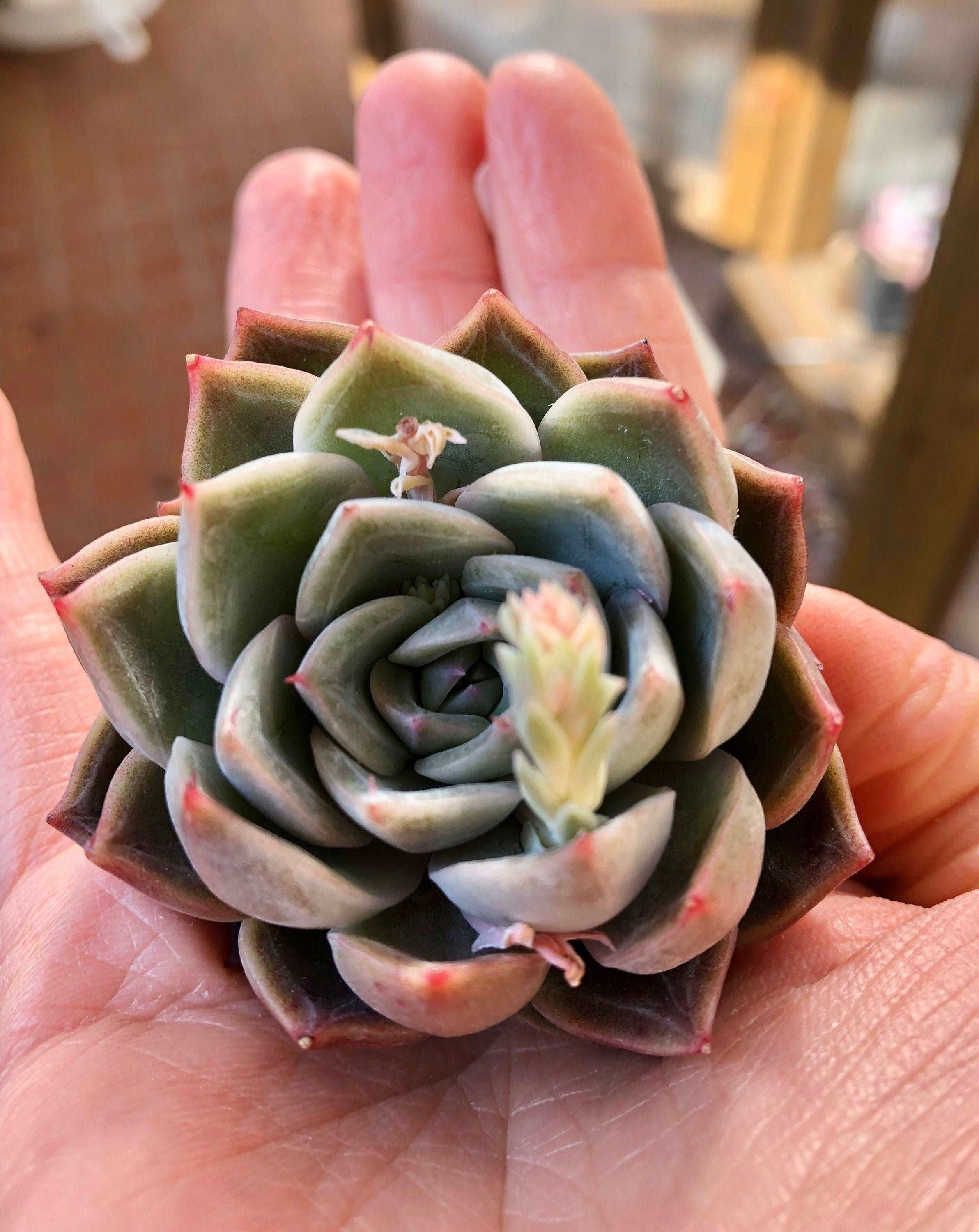 Echeveria Solid - Image 2