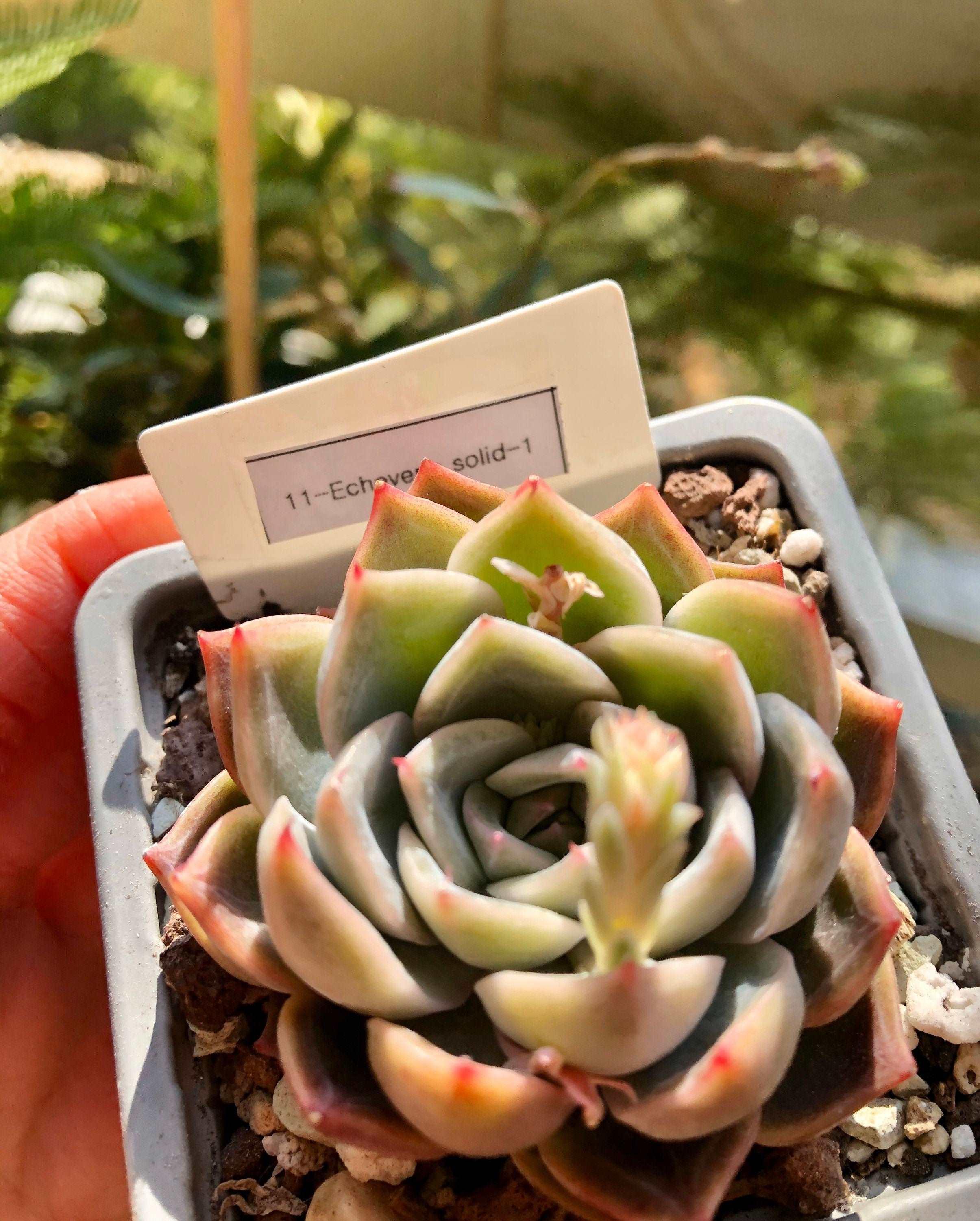 Echeveria Solid - Image 3