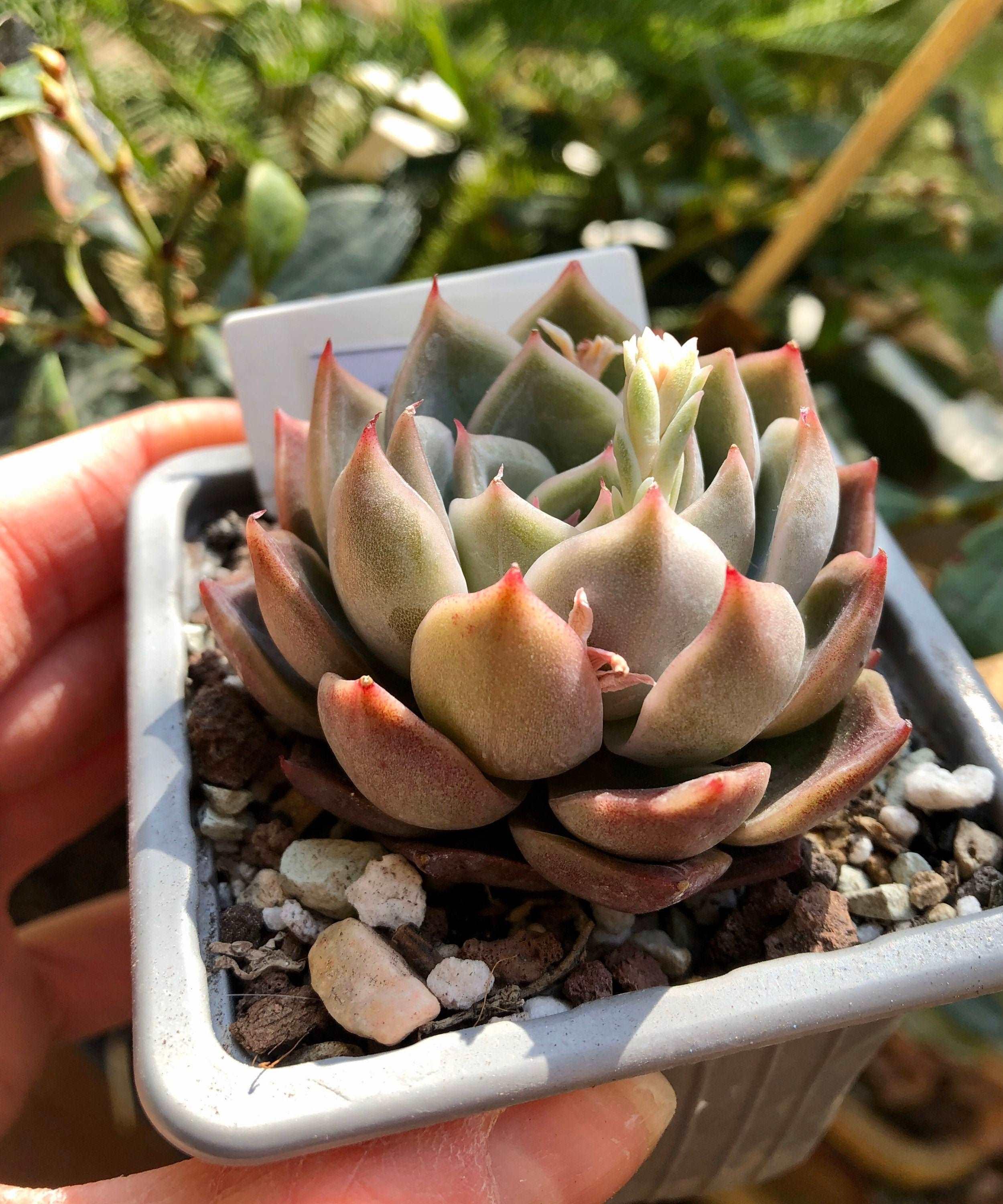 Echeveria Solid - Image 4