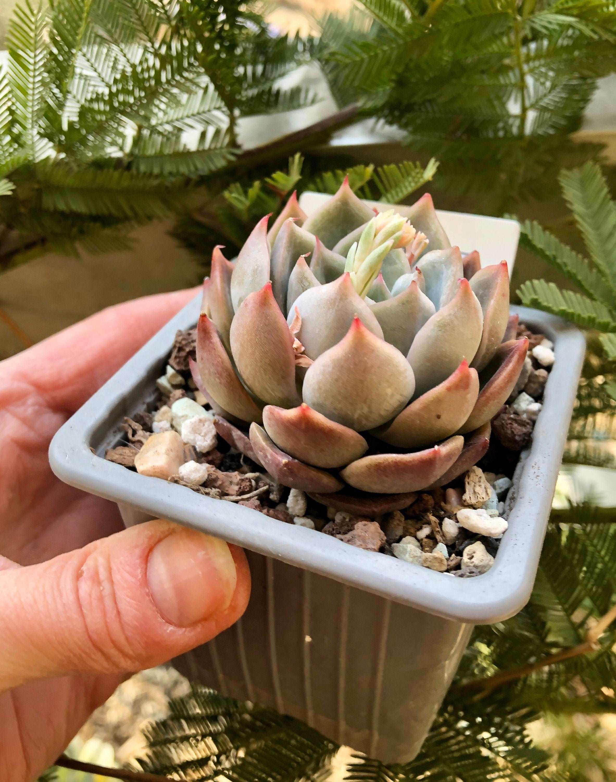 Echeveria Solid - Image 5