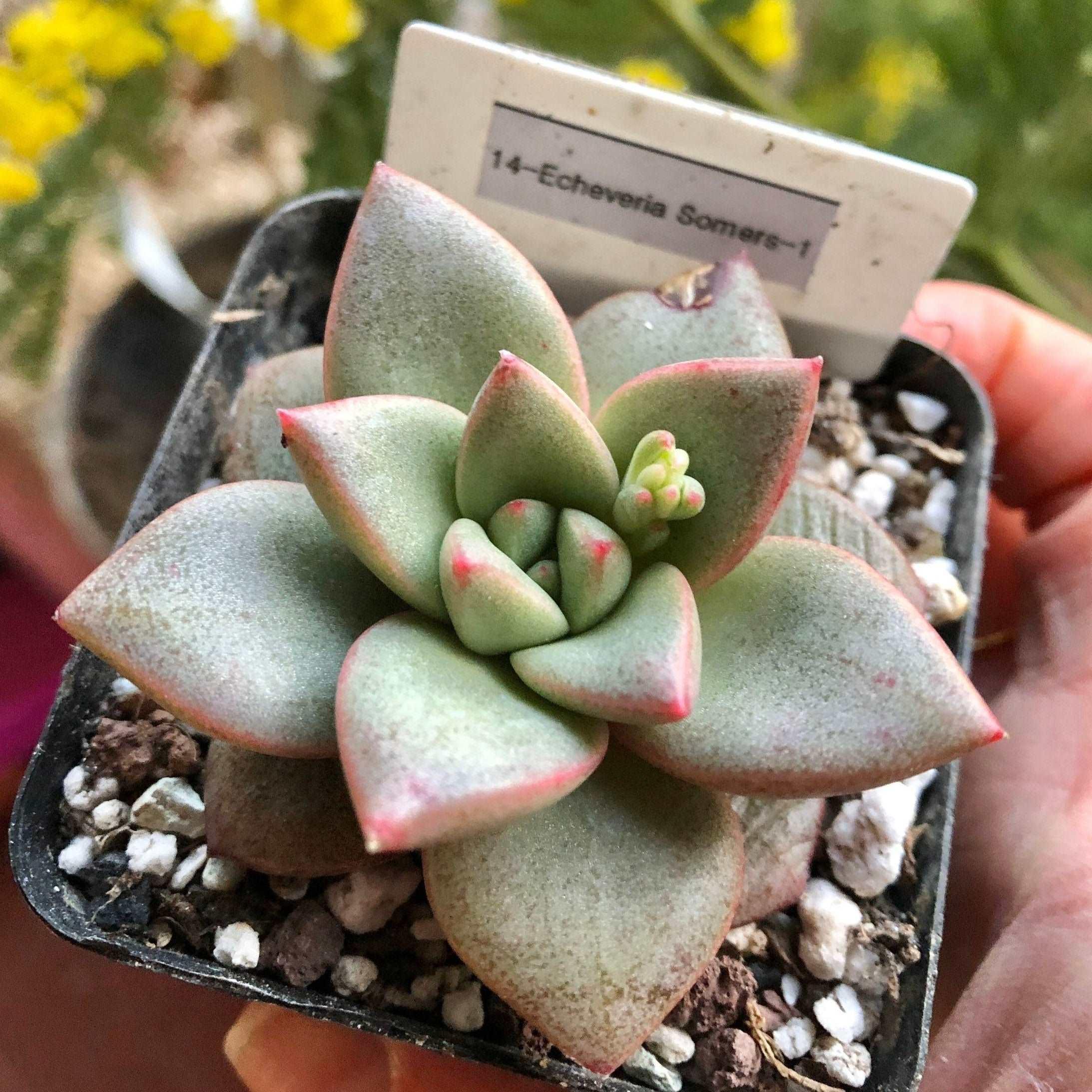 Echeveria Somers