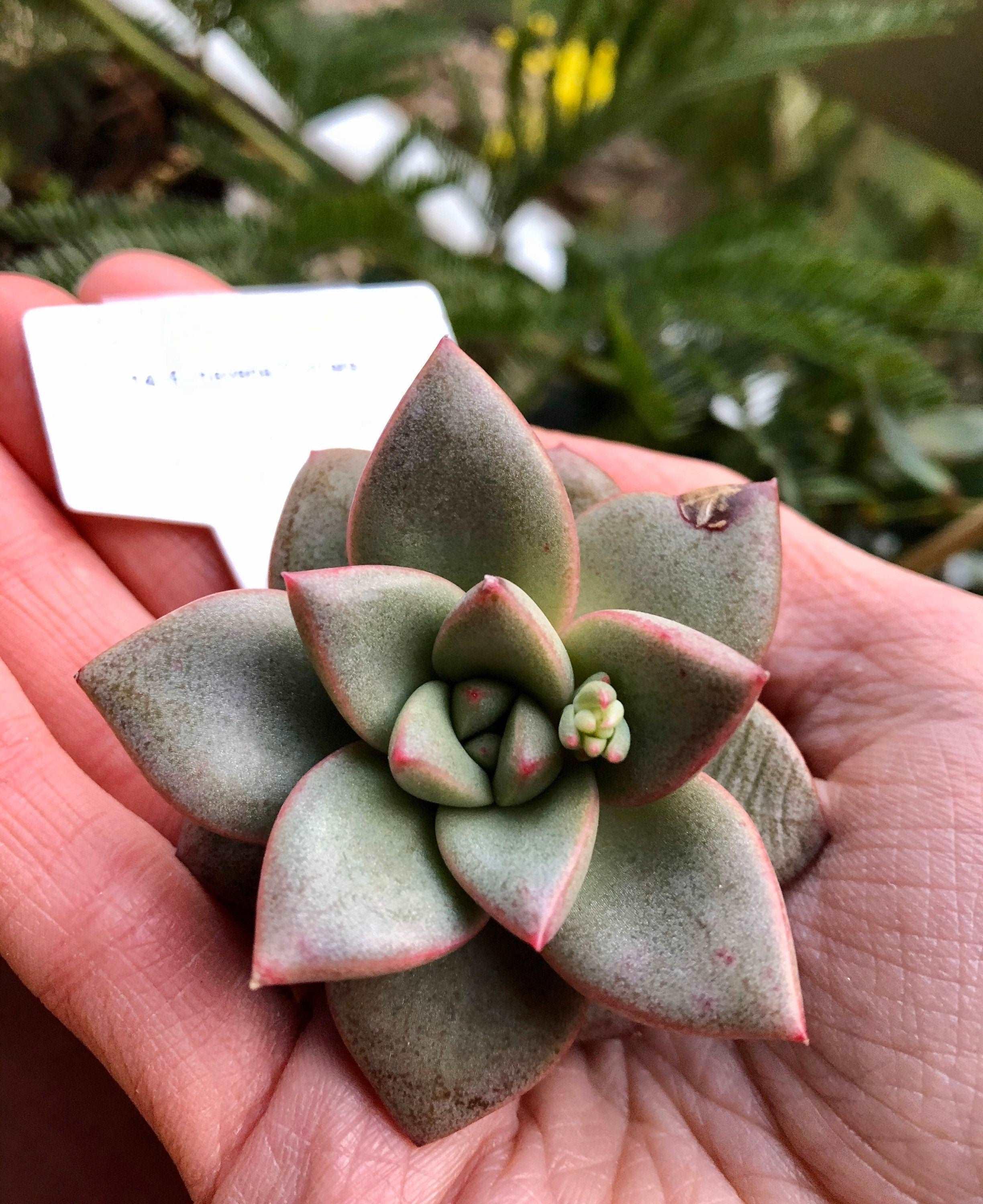 Echeveria Somers - Image 2