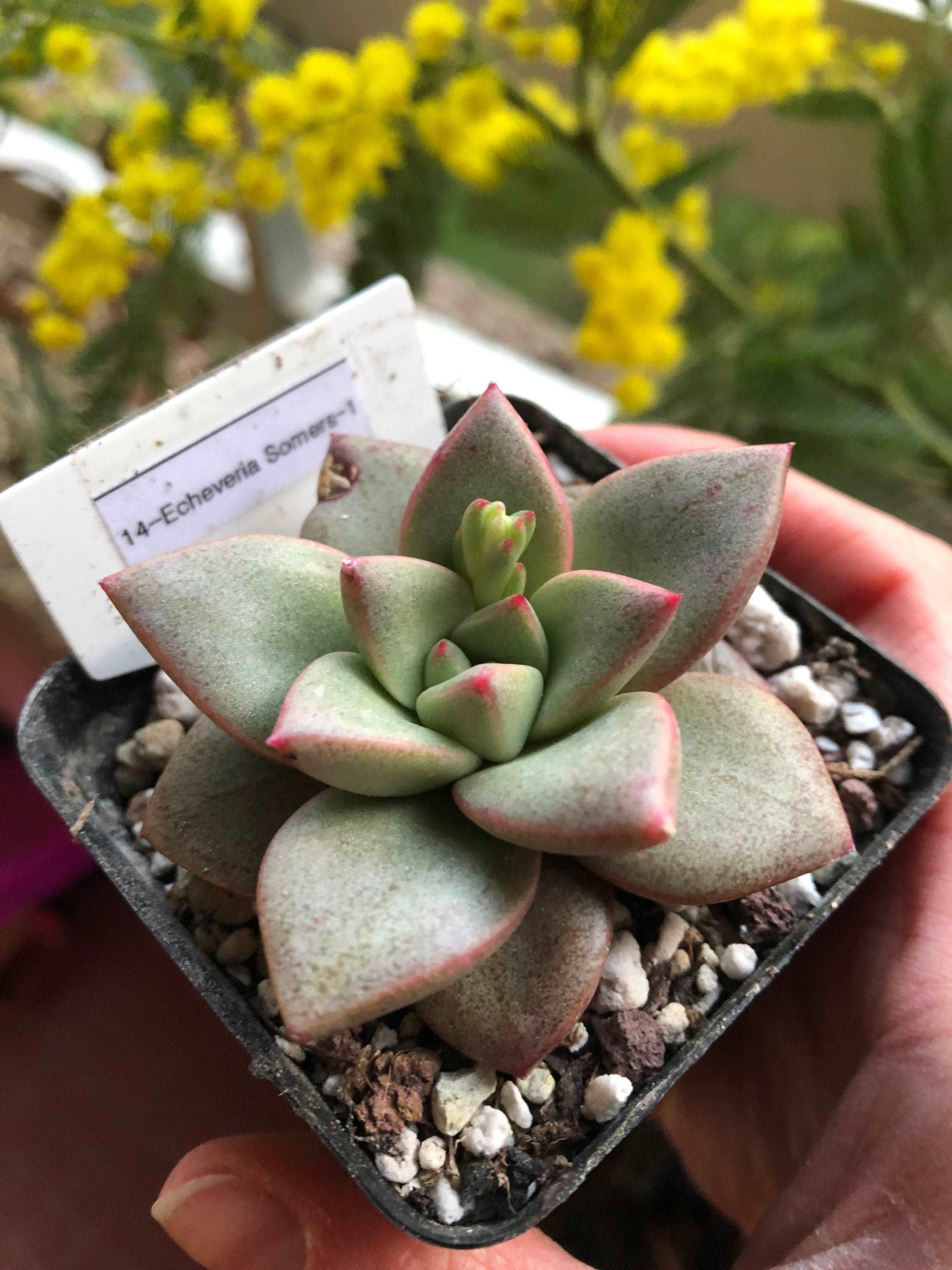Echeveria Somers - Image 3