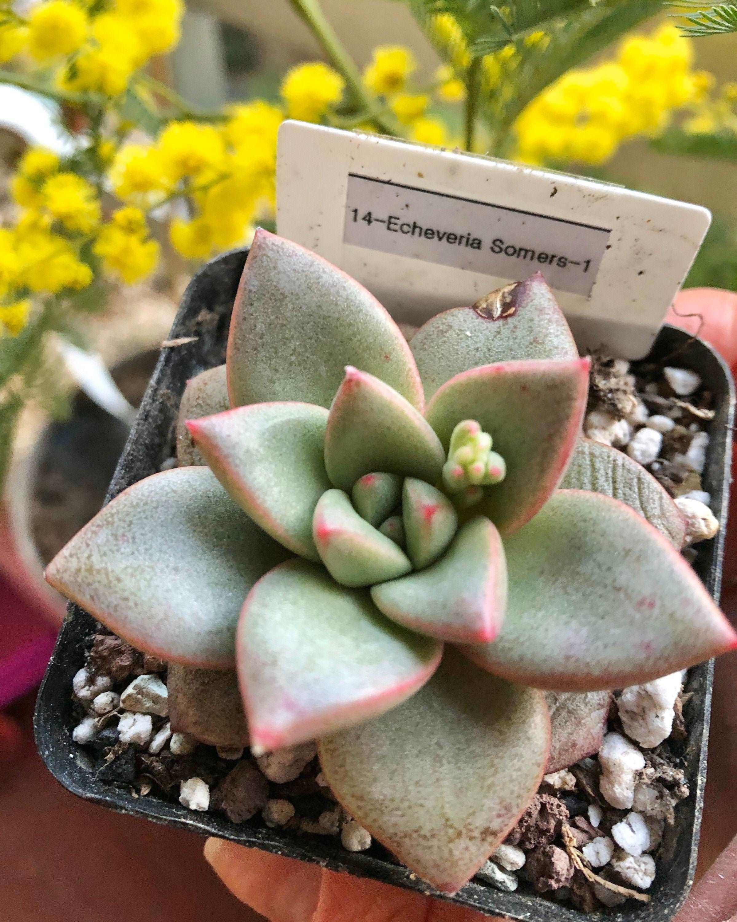 Echeveria Somers - Image 4