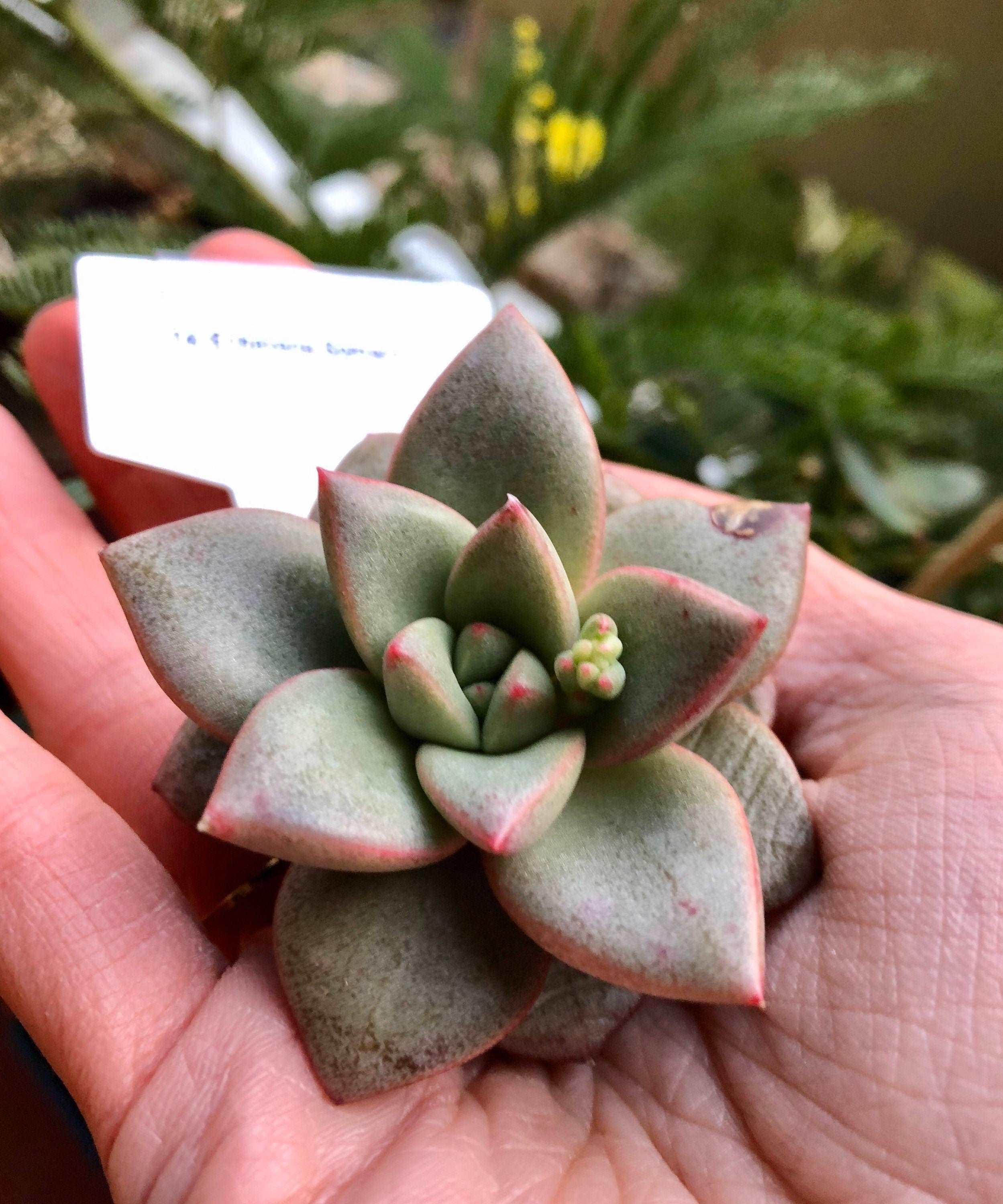 Echeveria Somers - Image 5