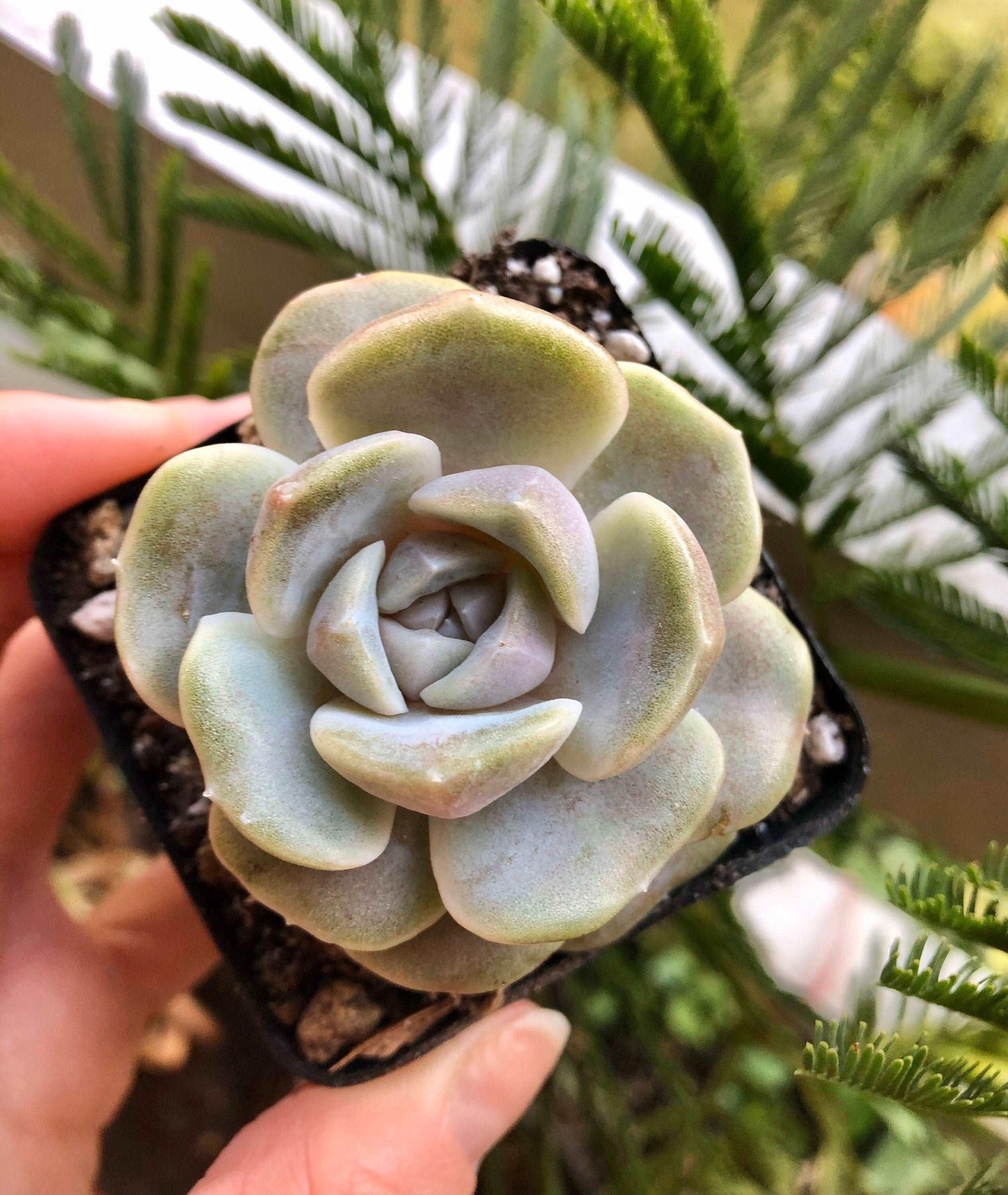 Echeveria Tainyberger - Image 3