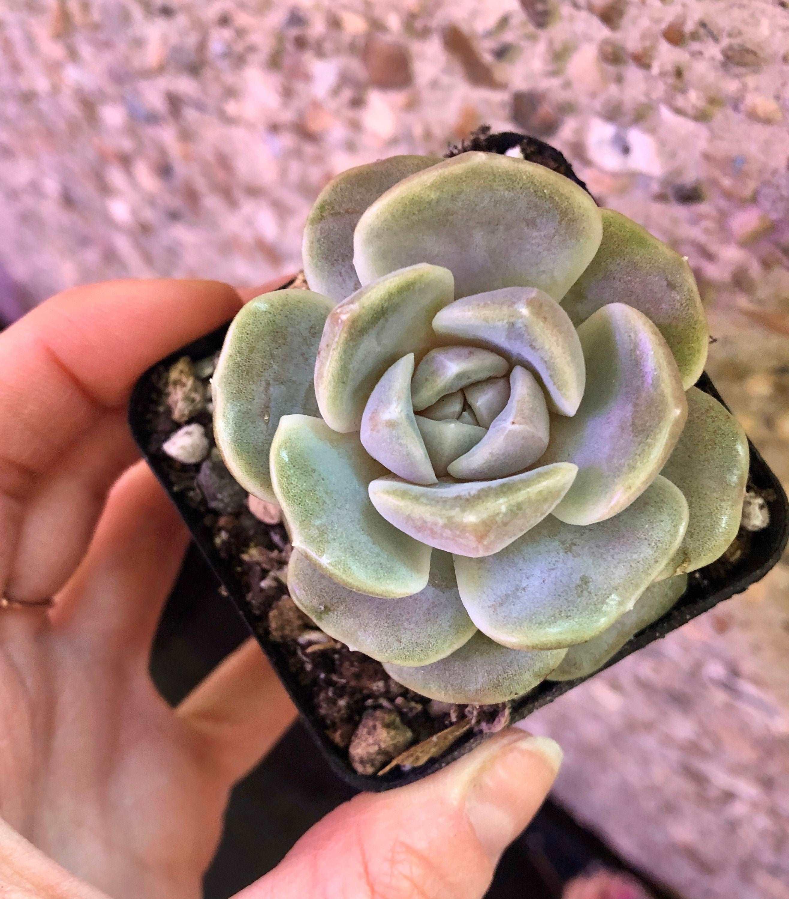 Echeveria Tainyberger - Image 4