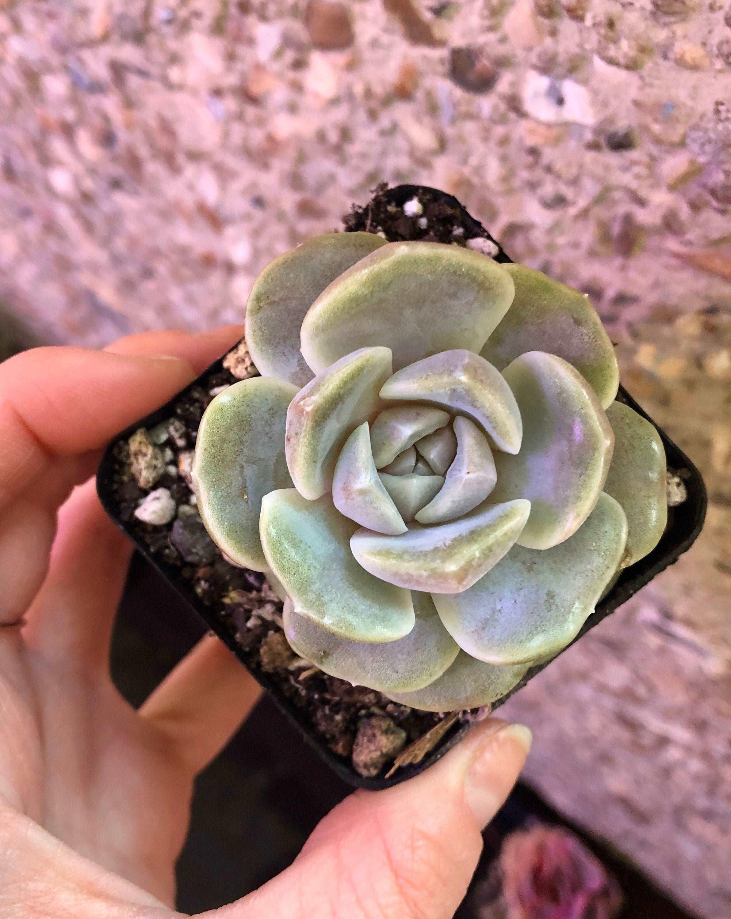 Echeveria Tainyberger - Image 5