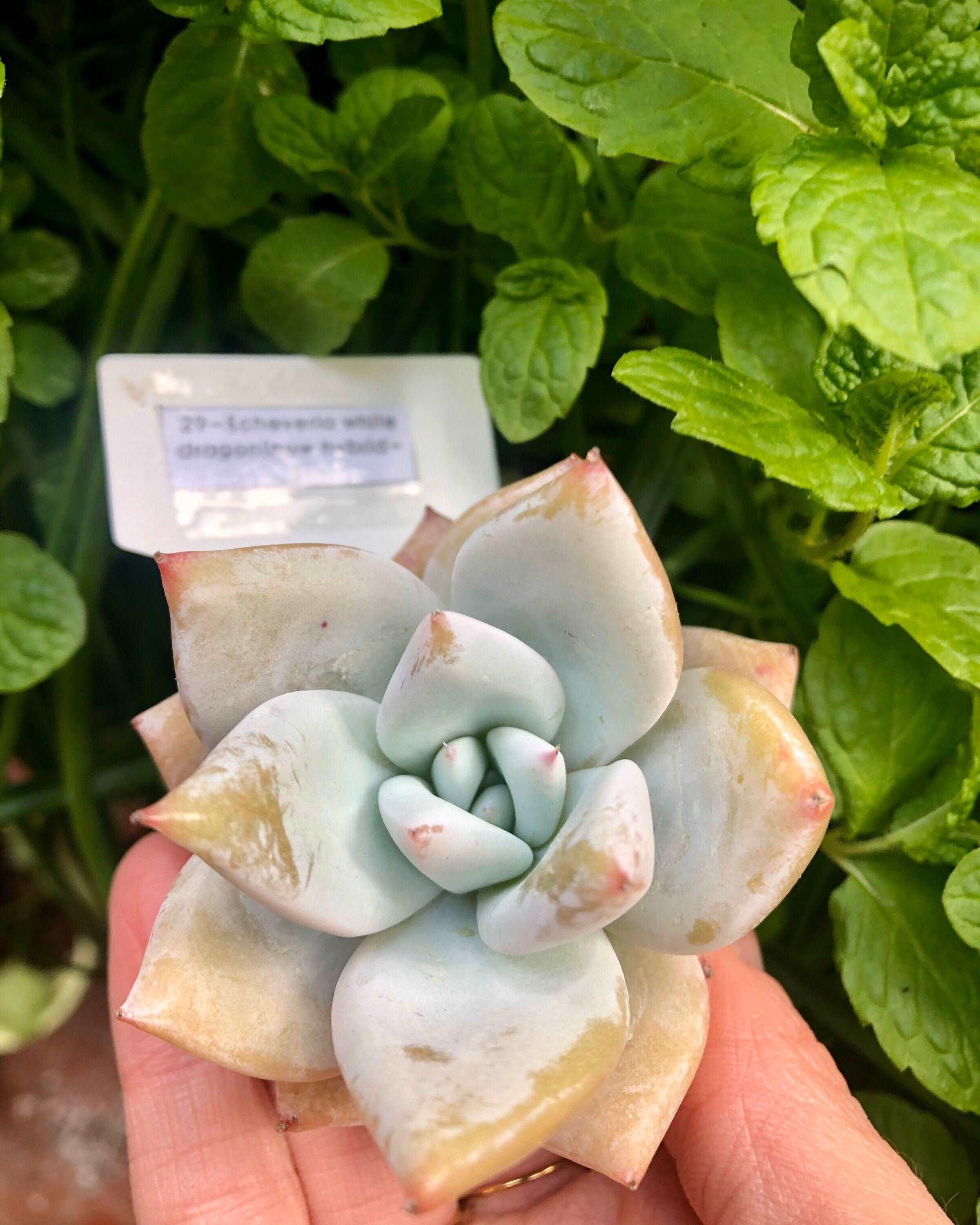 Echeveria White Dragon - Image 2