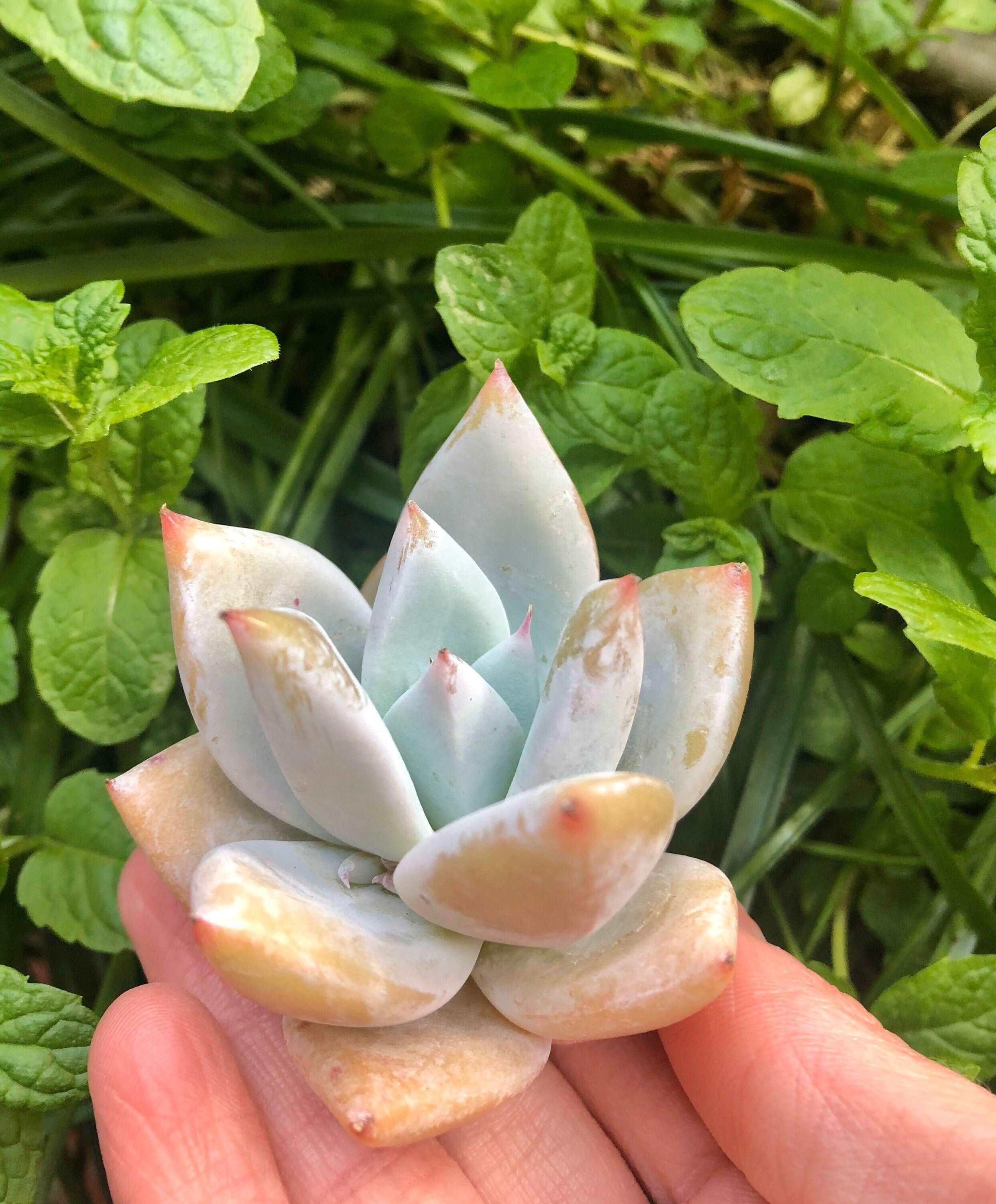 Echeveria White Dragon - Image 3