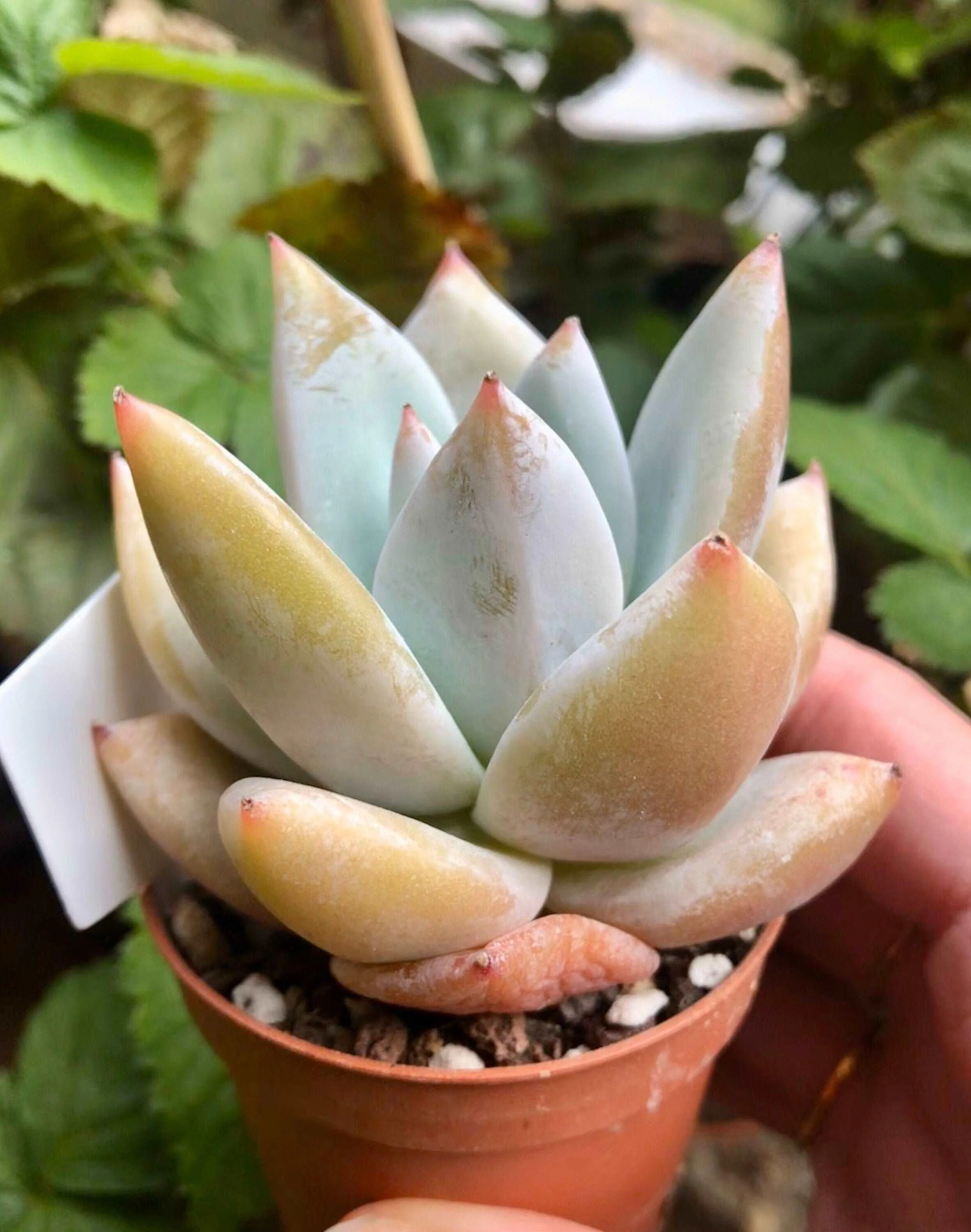 Echeveria White Dragon - Image 4