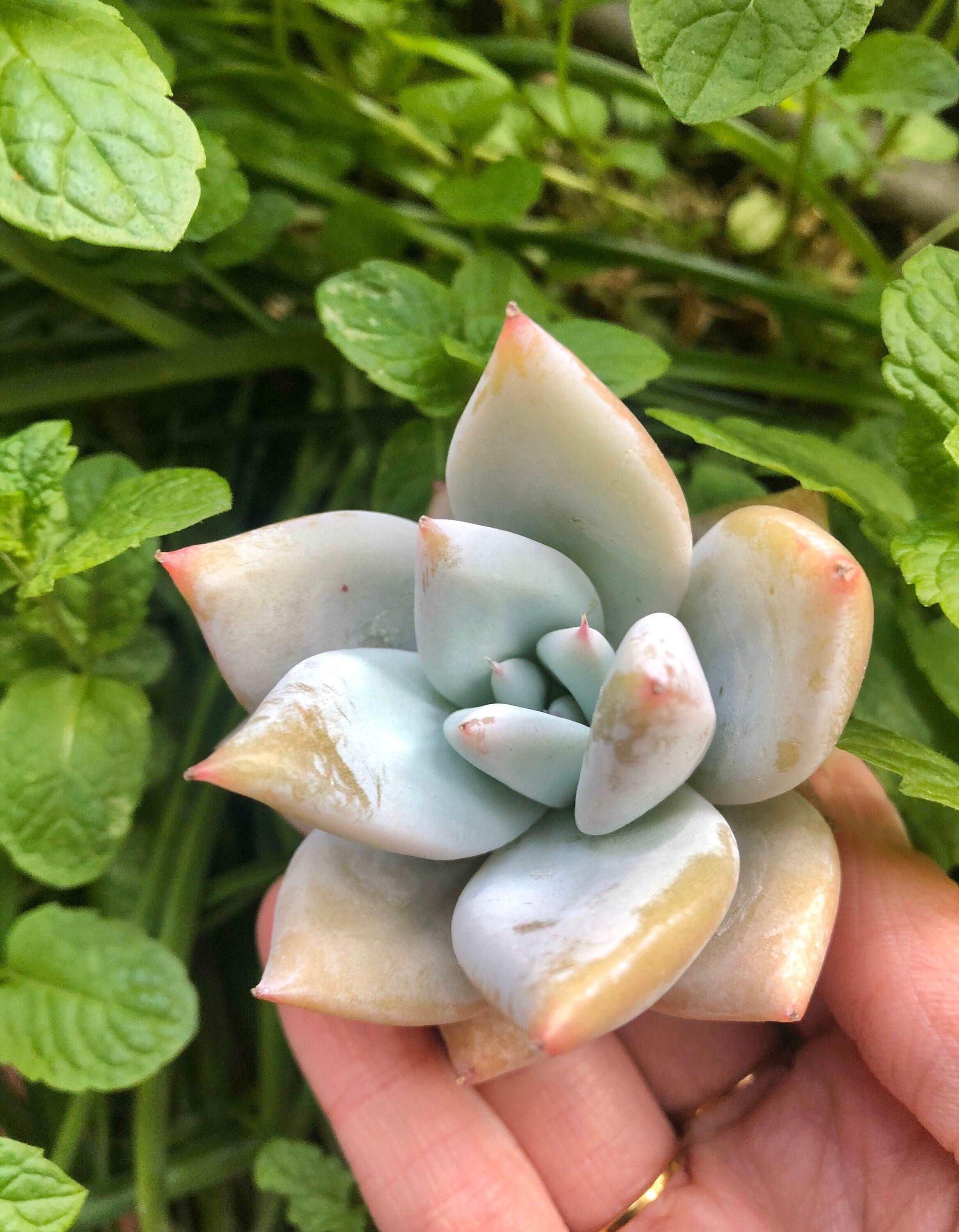 Echeveria White Dragon - Image 5