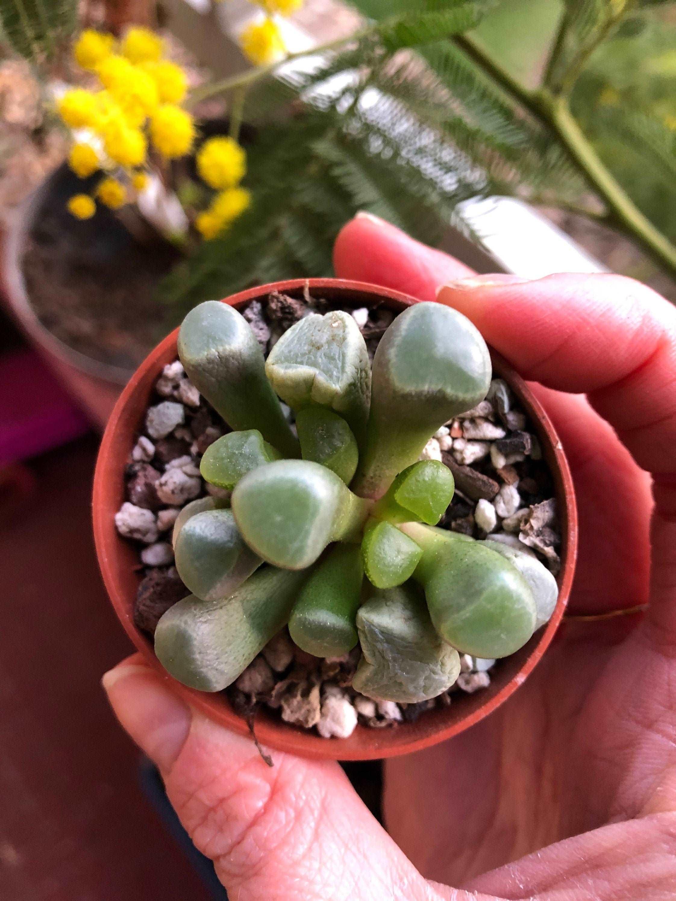 Fenestraria Aurantiaca - Image 3