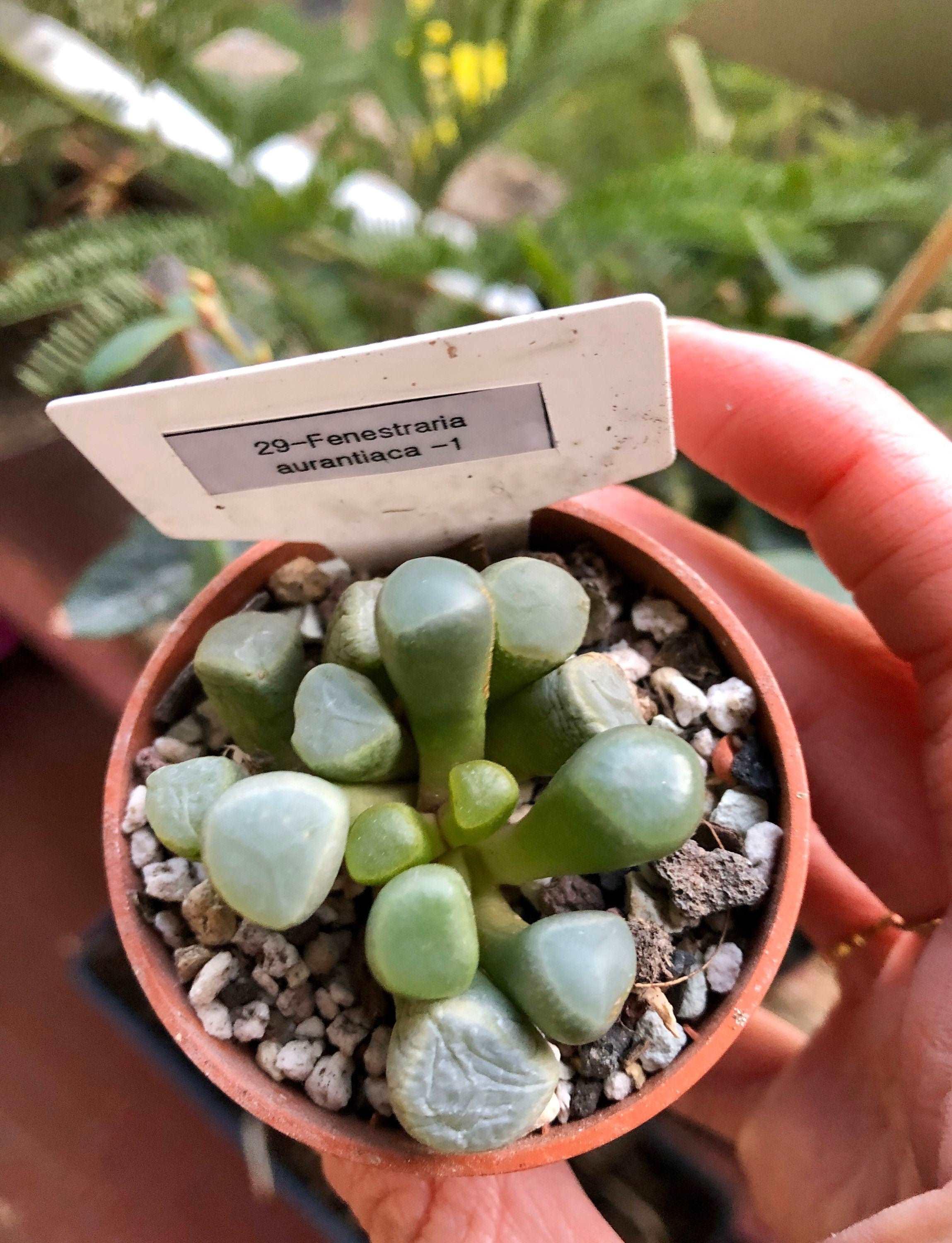 Fenestraria Aurantiaca - Image 4