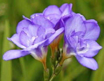 Freesia Double Blue bulbs/corms - Image 3