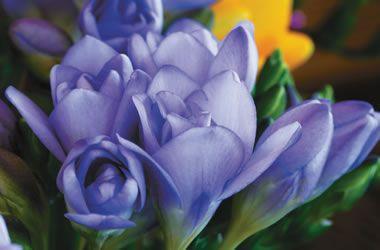 Freesia Double Blue bulbs/corms - Image 4