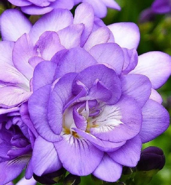 Freesia Double Blue bulbs/corms - Image 5