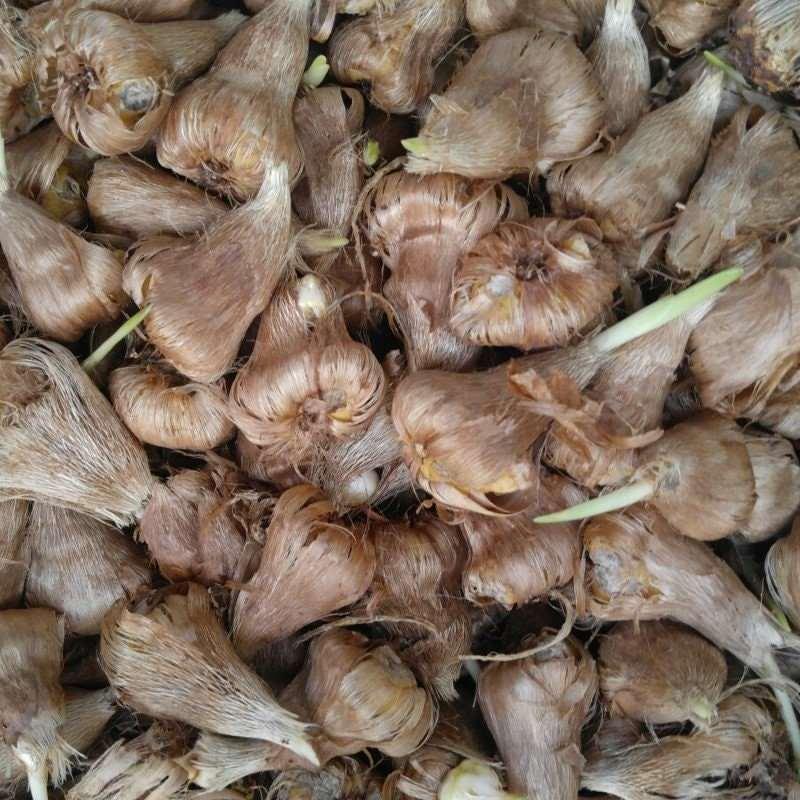 Freesia Double Mixed bulbs/corms - Image 3