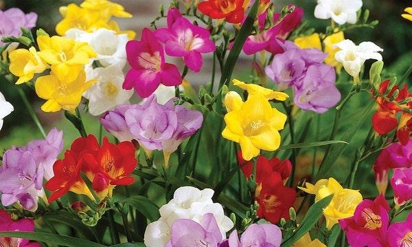 Freesia Double Mixed bulbs/corms - Image 4