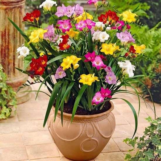Freesia Double Mixed bulbs/corms - Image 6