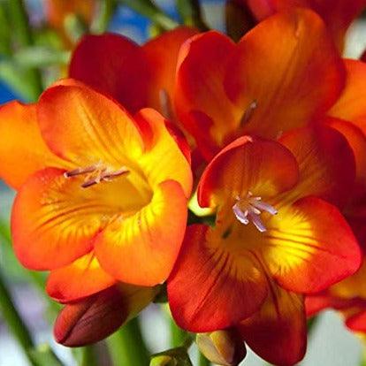 Freesia Double Orange bulbs/corms